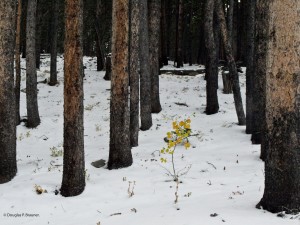 Breckenridge 01
