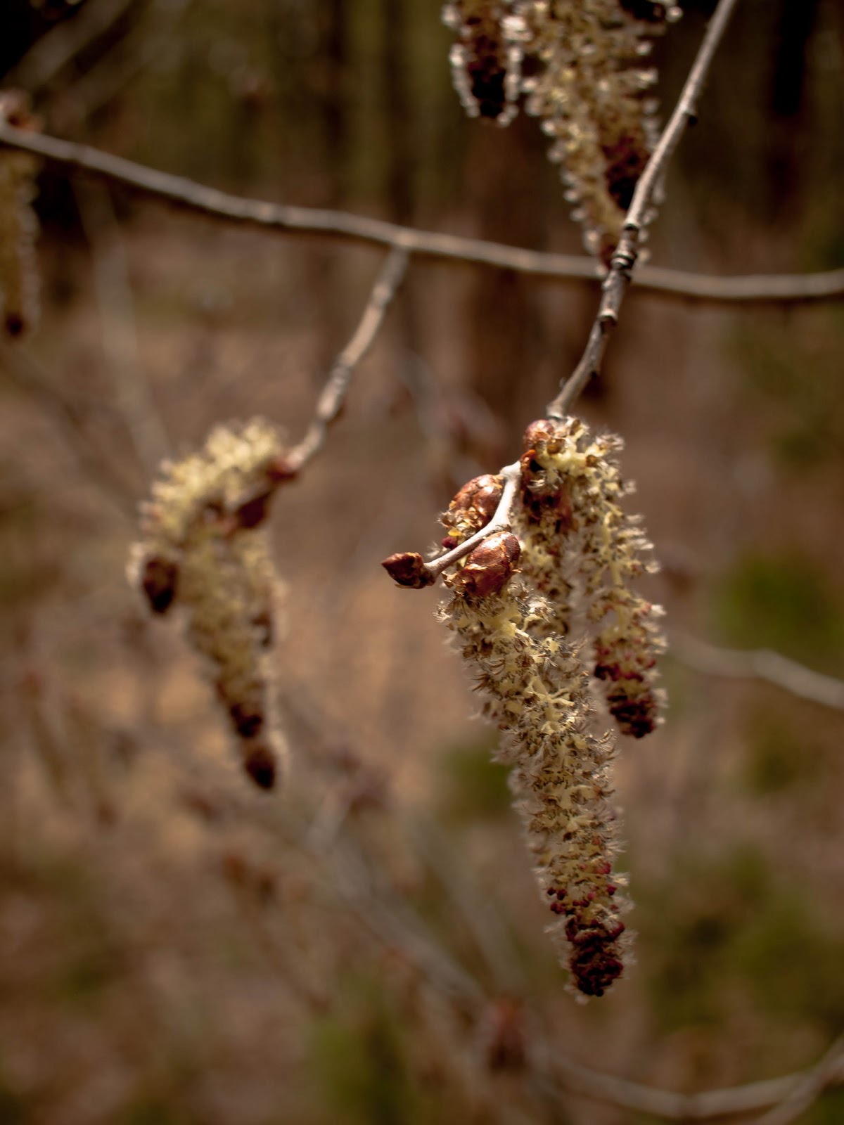 Signs of Life