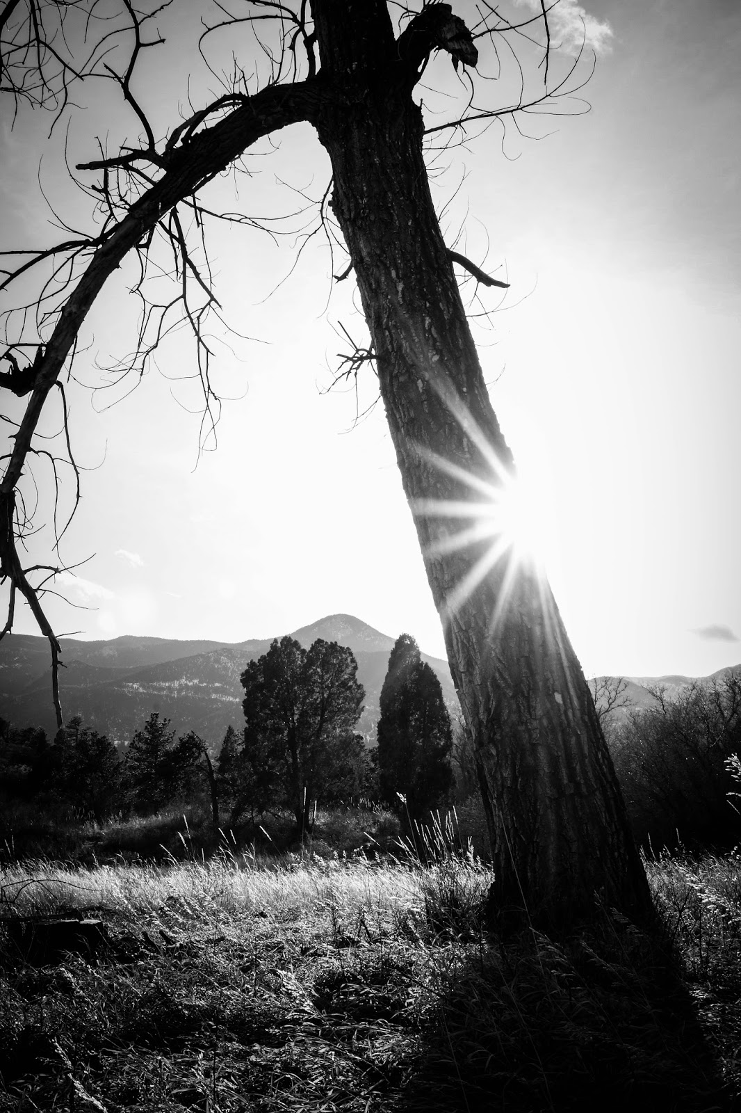Stars and Sun Alike