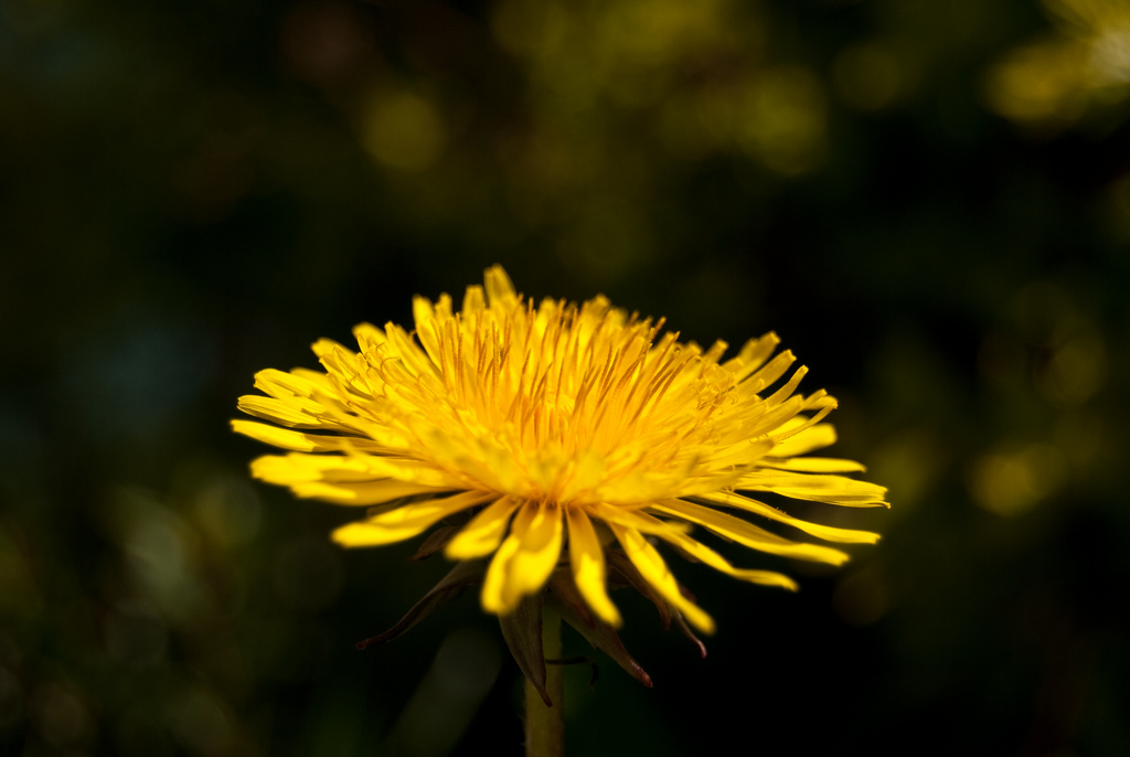 Dandelion Flower – by Kimmie Roberts Dandelion Flower – by Kimmie Roberts