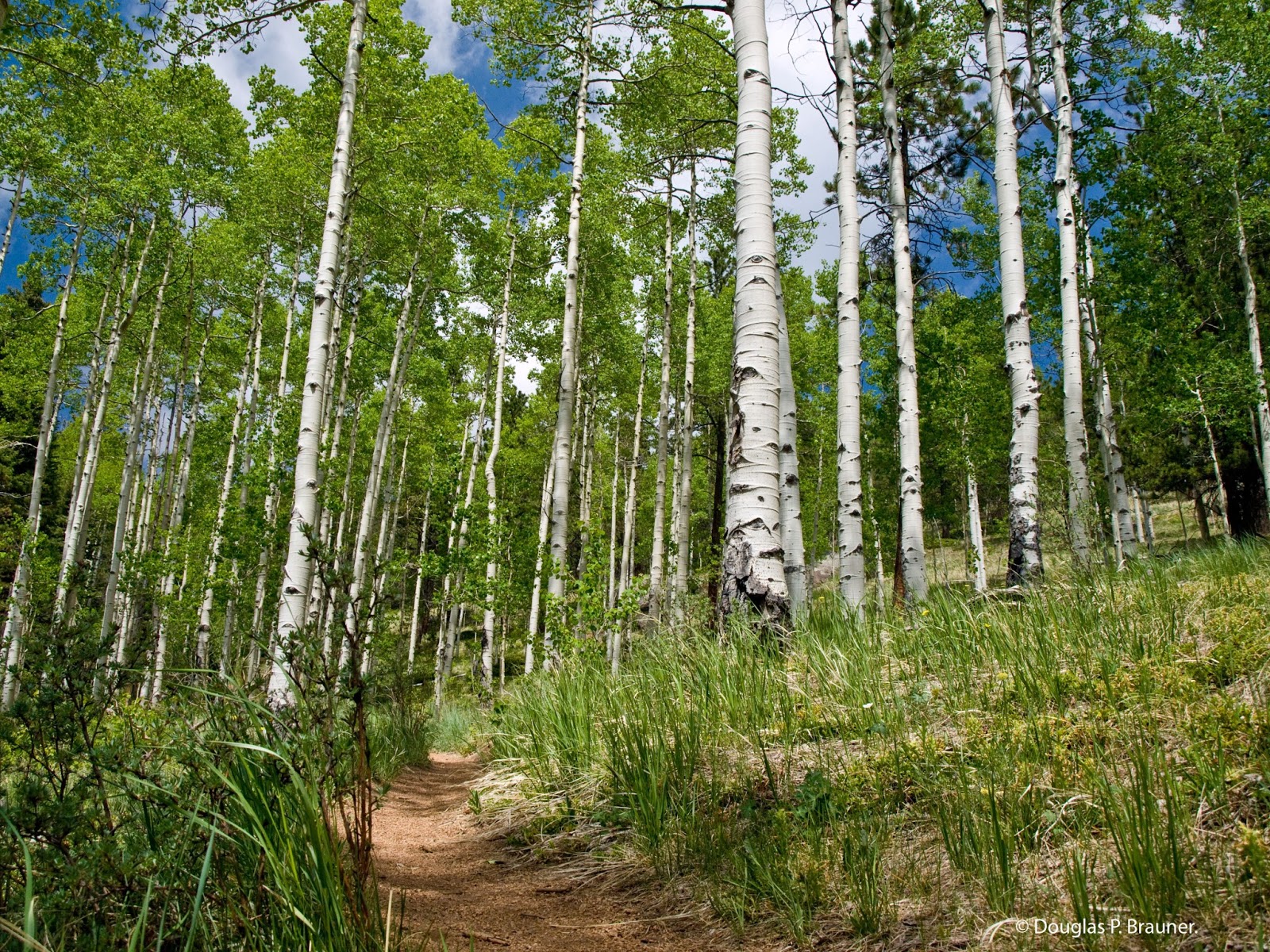 Grow Like an … Aspen? Grow Like an … Aspen?