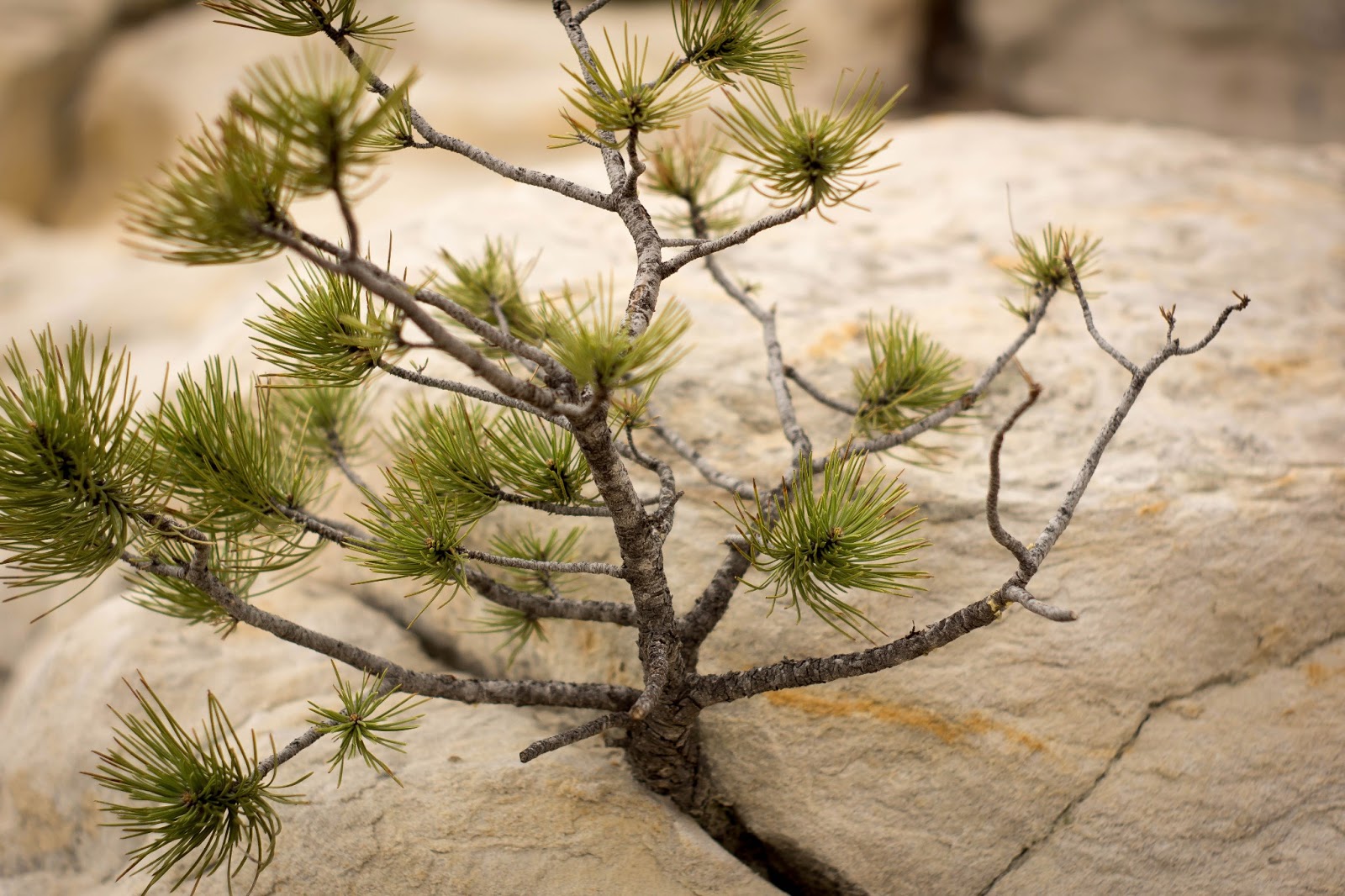 The Power of God’s Miracle Growth The Power of God’s Miracle Growth