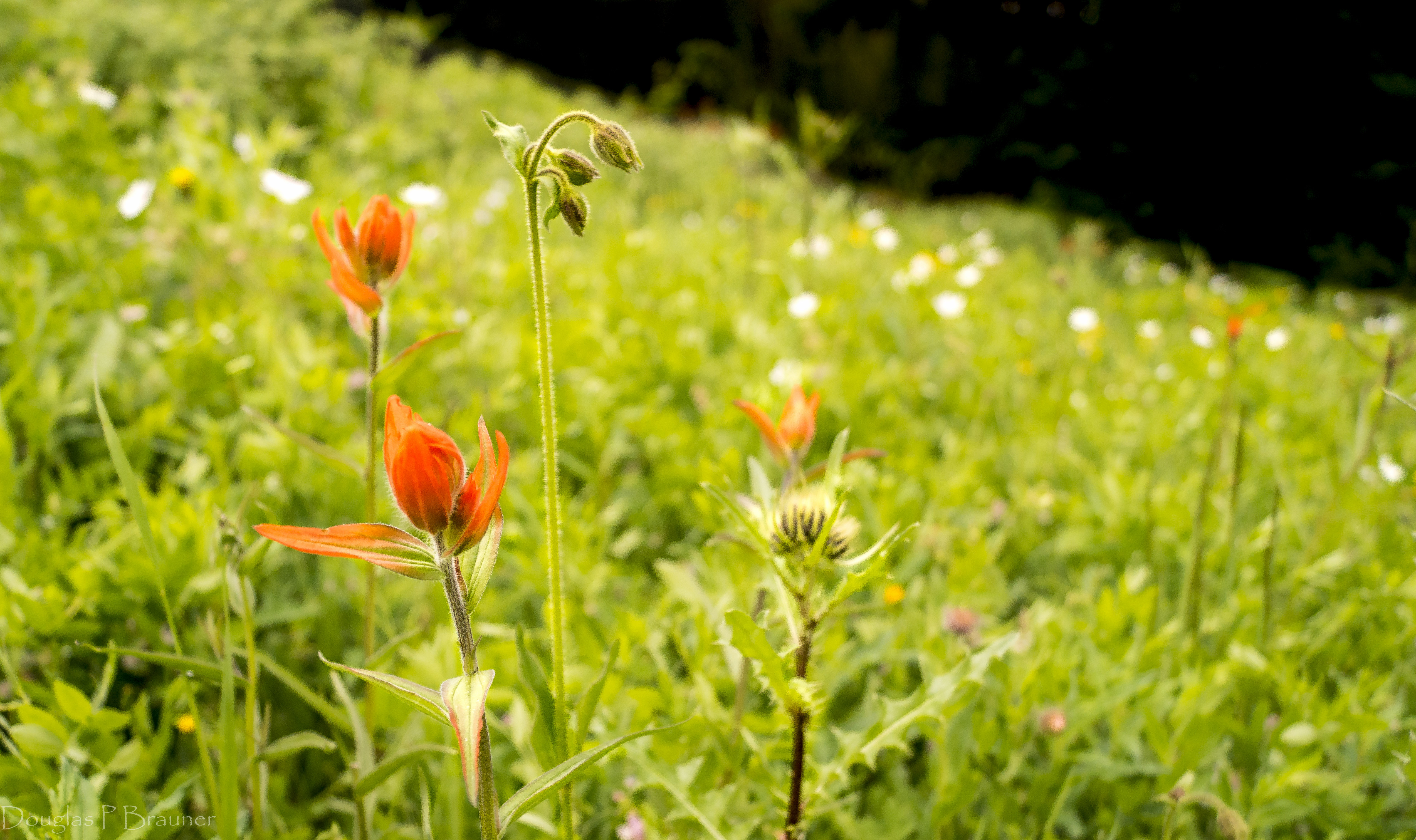 I Hate Weeds! How to Survive Sin