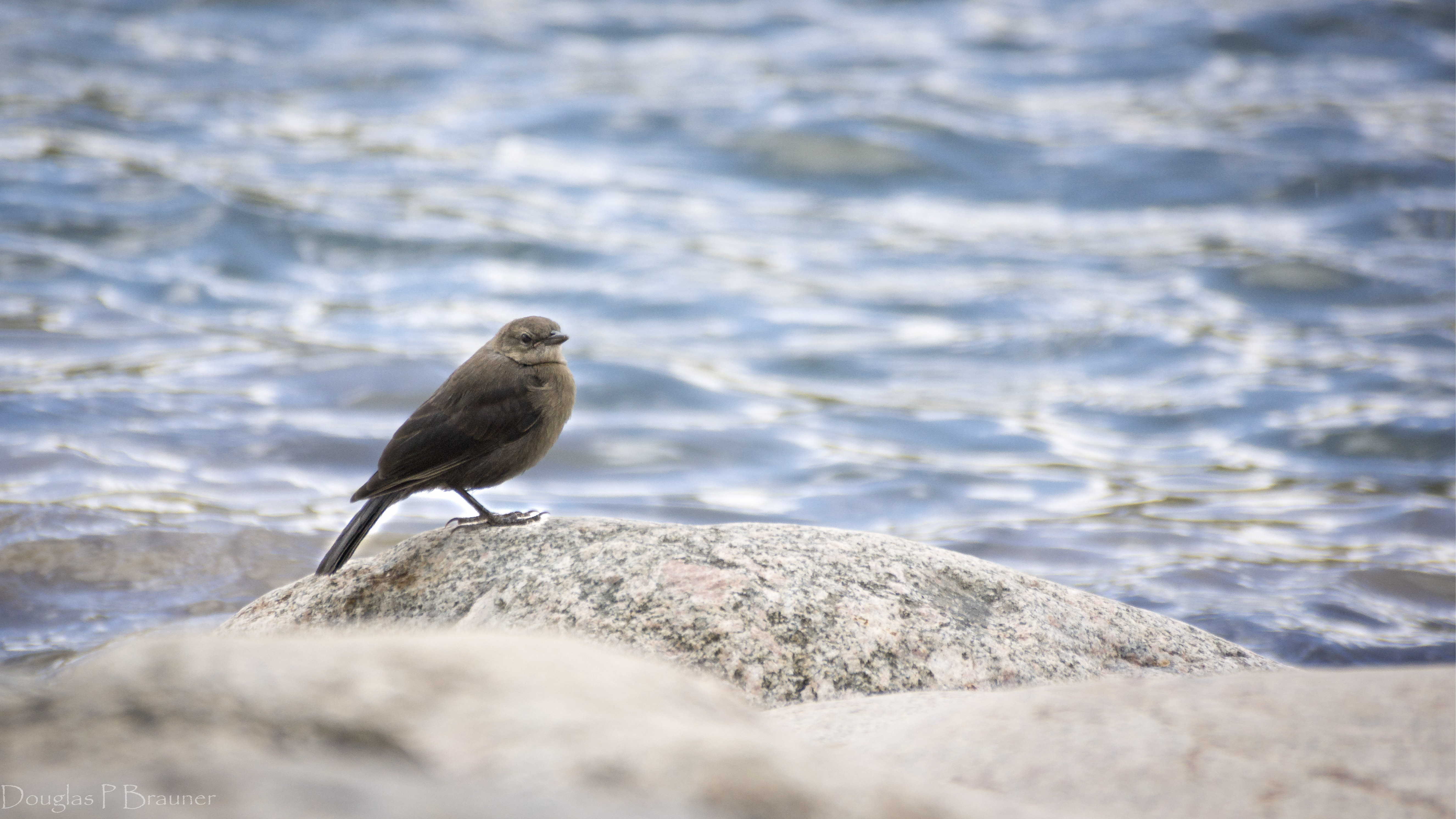 Contentment Is an Exercise Mastered by the Birds Contentment Is an Exercise Mastered by the Birds