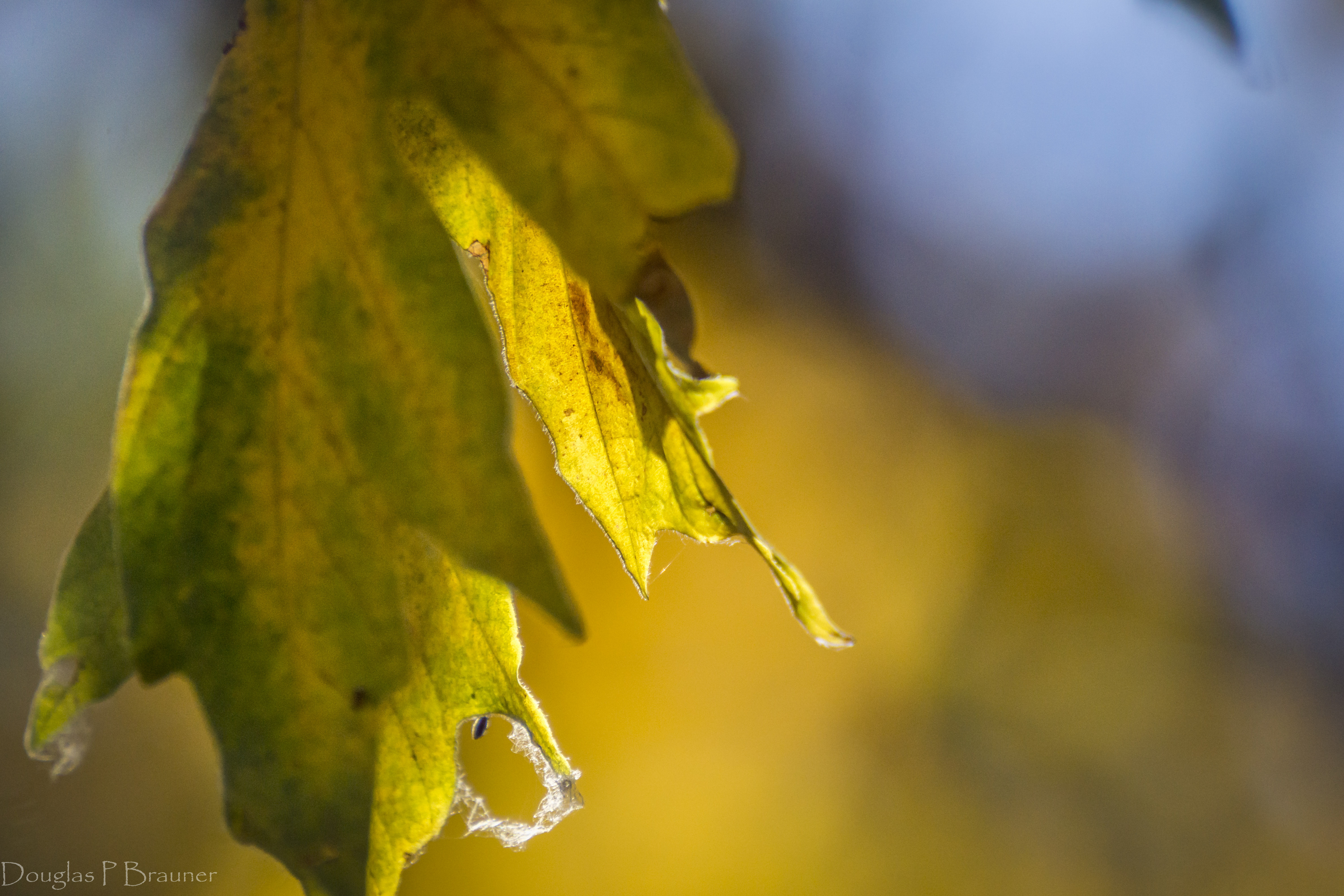 Called to Thrive Even in Drought Called to Thrive Even in Drought