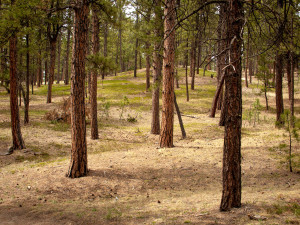 Fox Run Regional Park, Black Forest, Colorado Copyright Douglas P Brauner