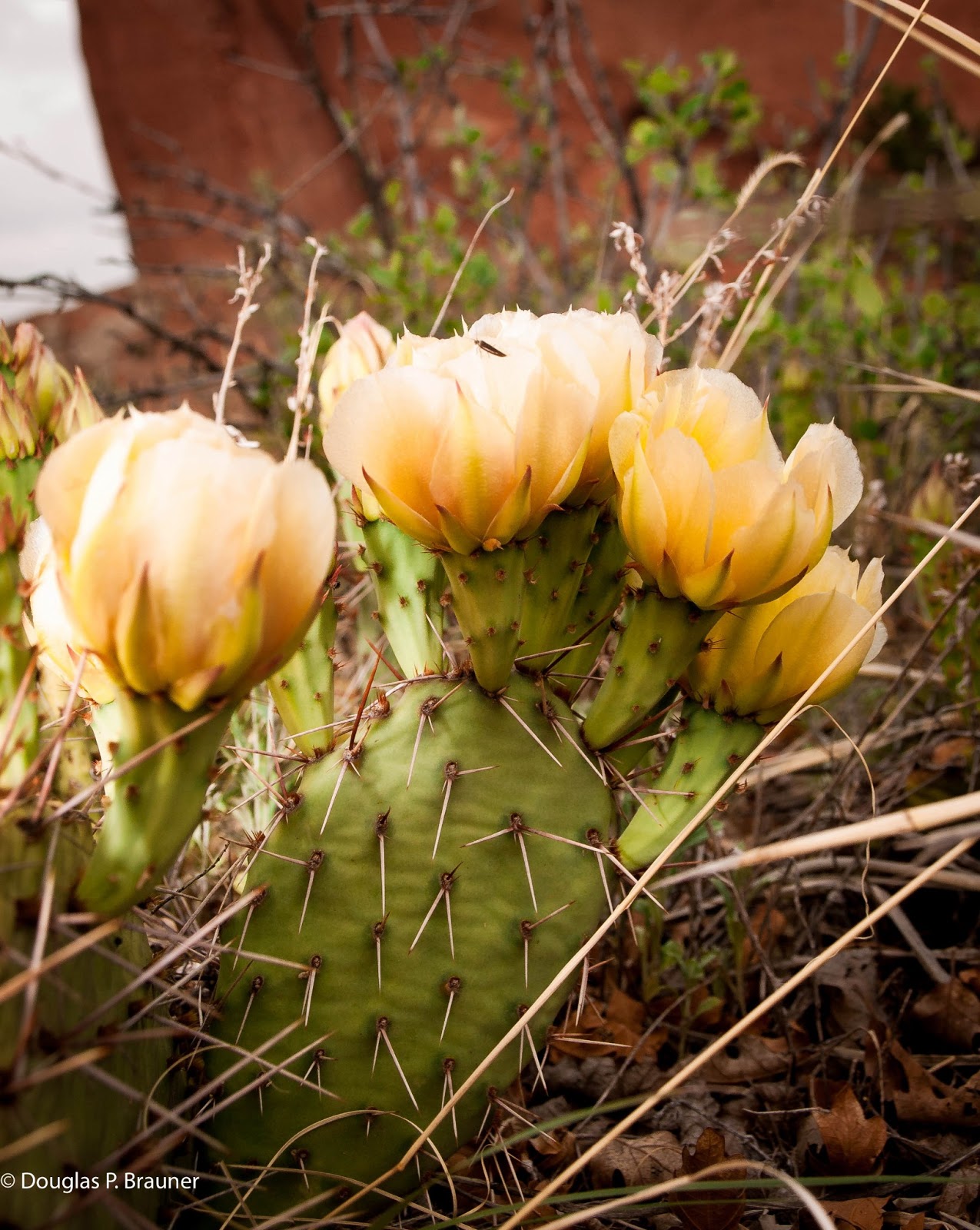 Thriving in the Midst of Life’s Droughts Thriving in the Midst of Life’s Droughts