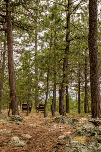Black Forest, Colorado Copyright Douglas P Brauner
