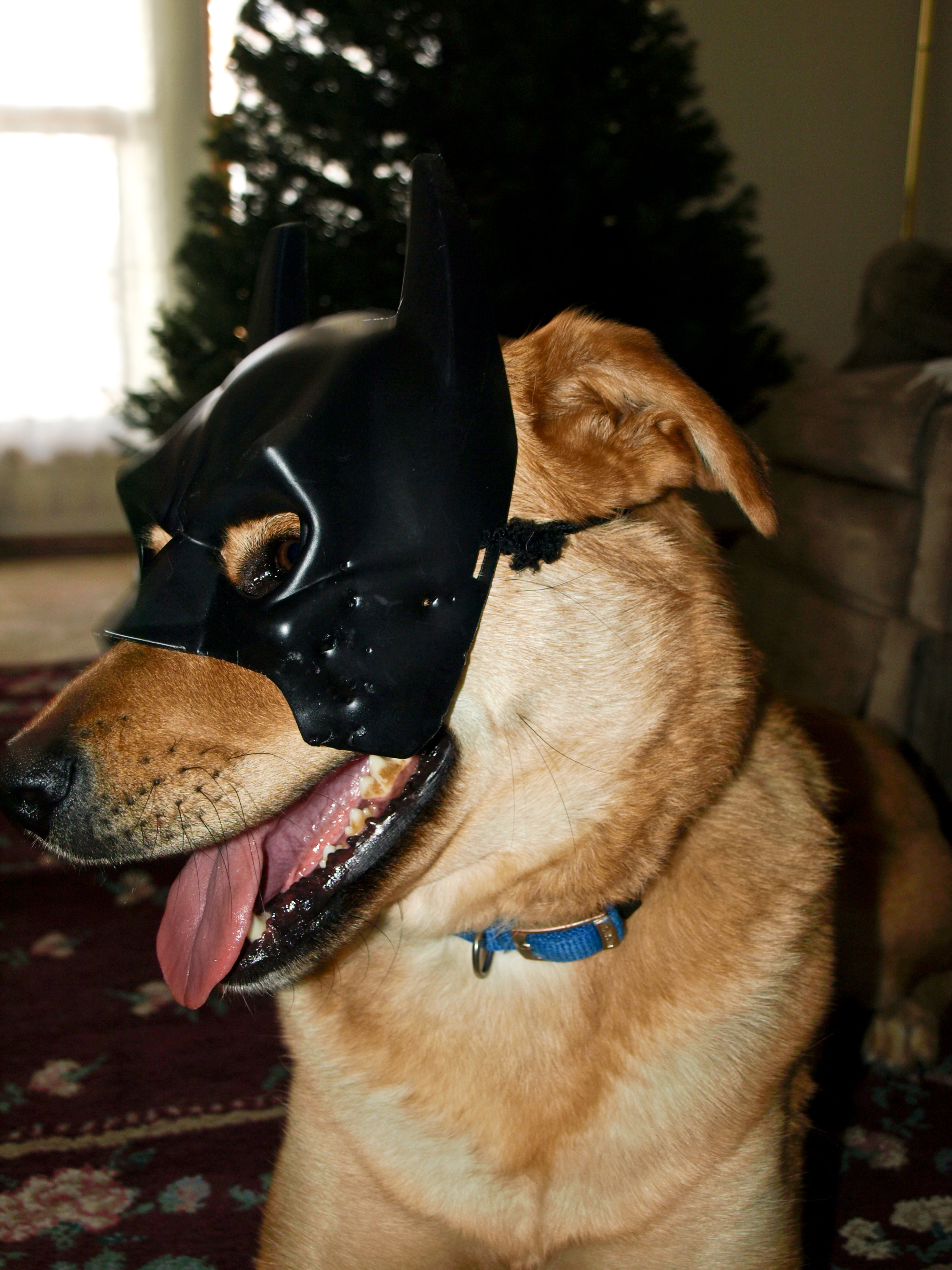 Who Is That Masked Dog? Who Is That Masked Dog?