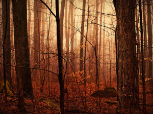 Copyright Michael Gil, "Lost" https://goo.gl/ku9FhP http://creativecommons.org/licenses/by/4.0/