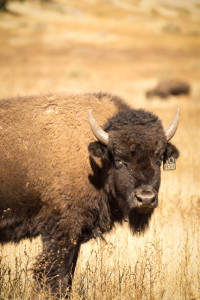 Cimarron, New Mexico