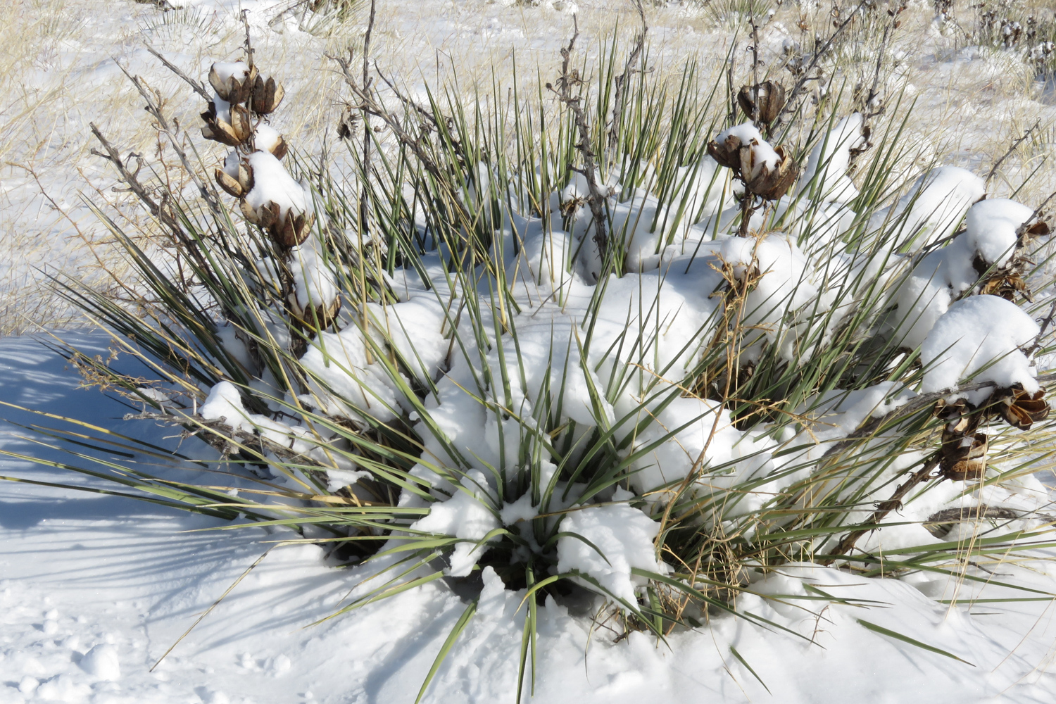 Love that Penetrates the Prickles