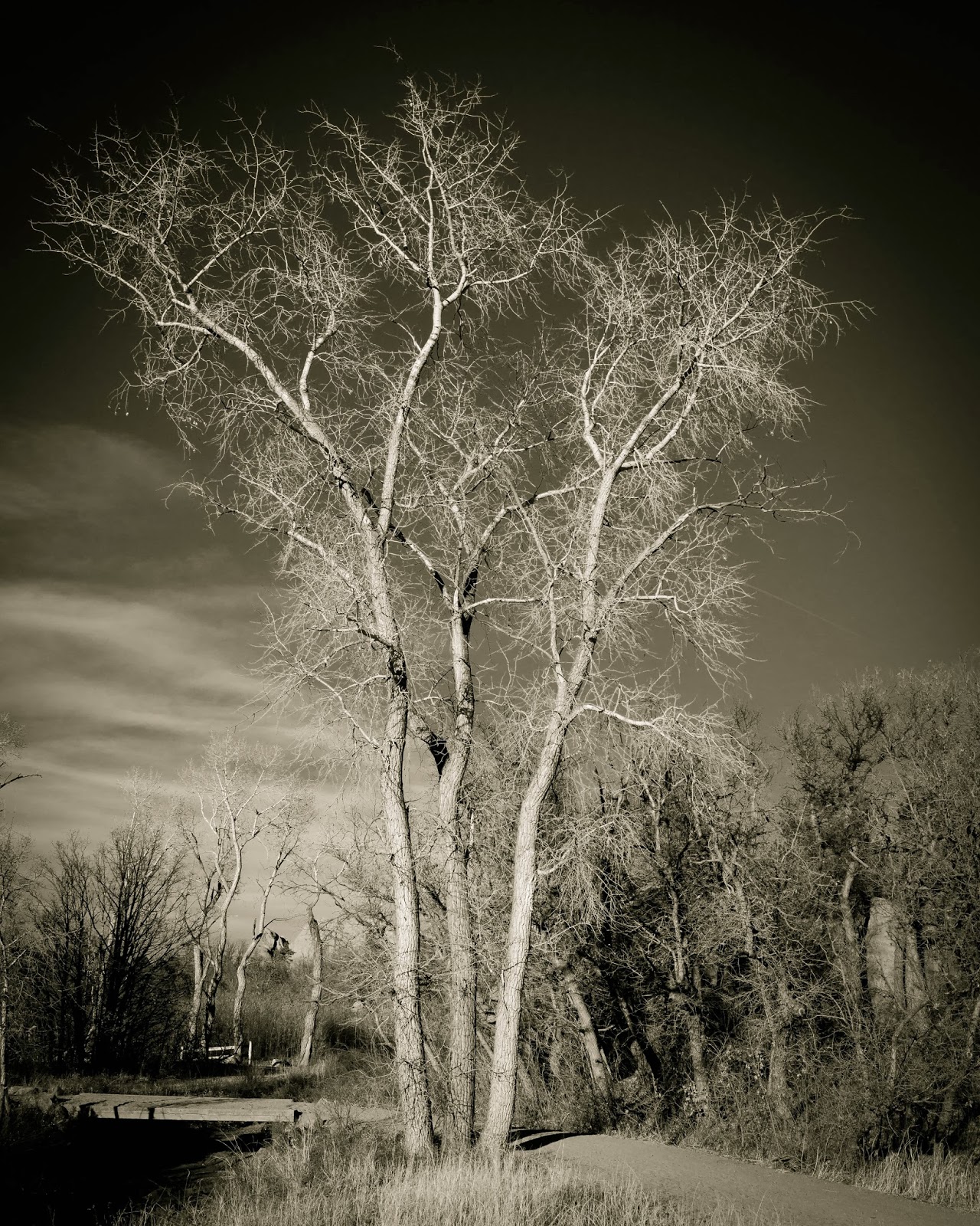 Reaching into the Sky