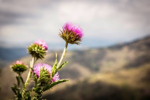 Lookout Mountain, Colorado