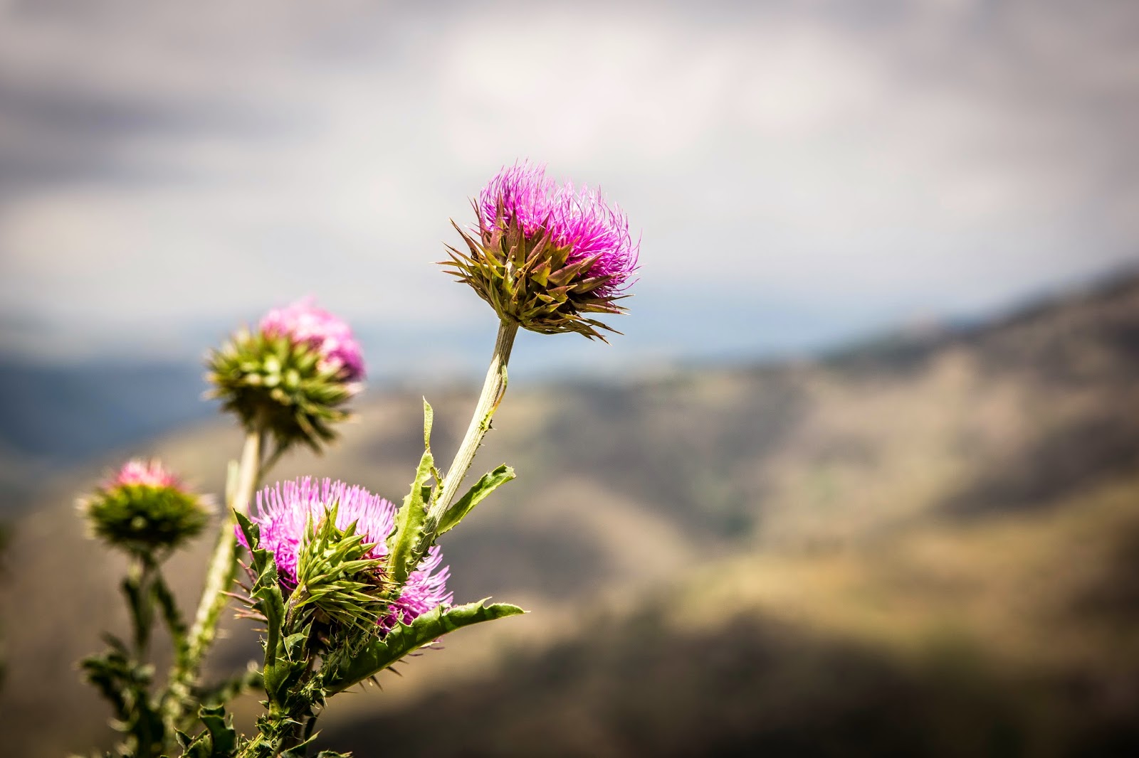 All Thistles Are Created Equal!