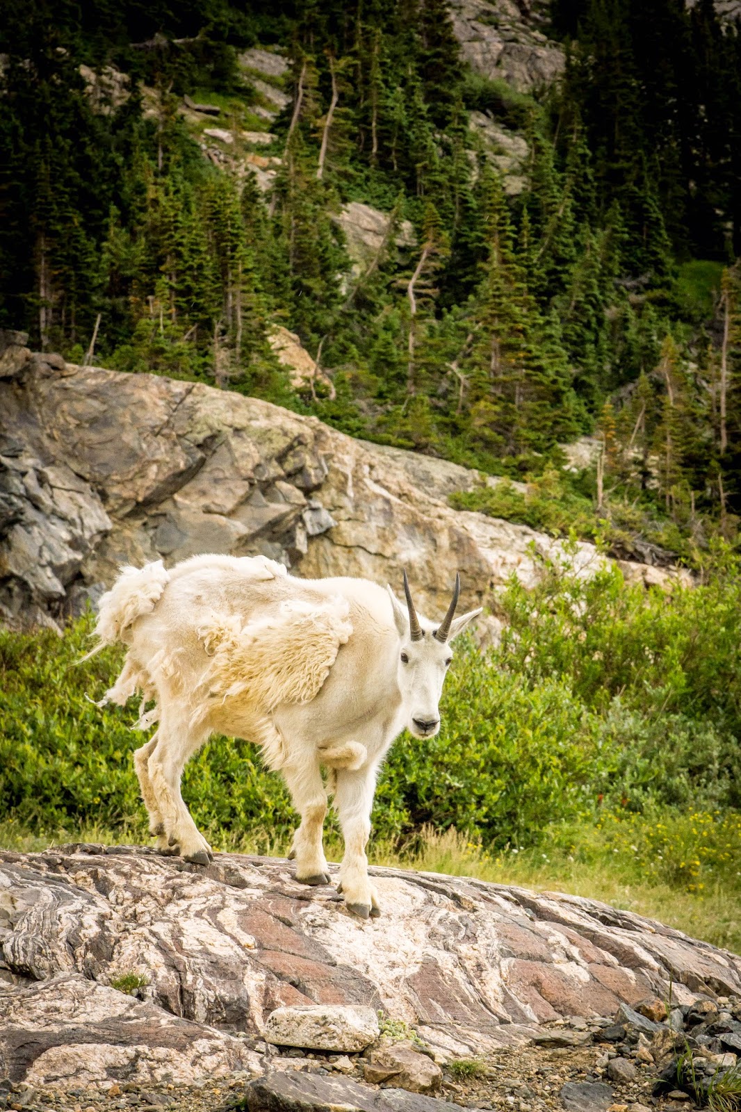 Clothed in Majesty