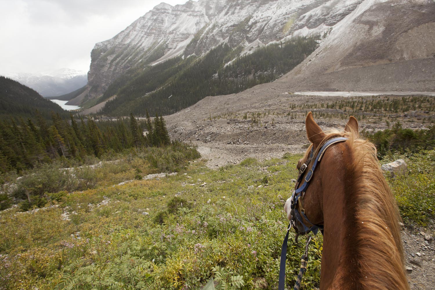 Don’t Force the Horse — by Larissa Odell
