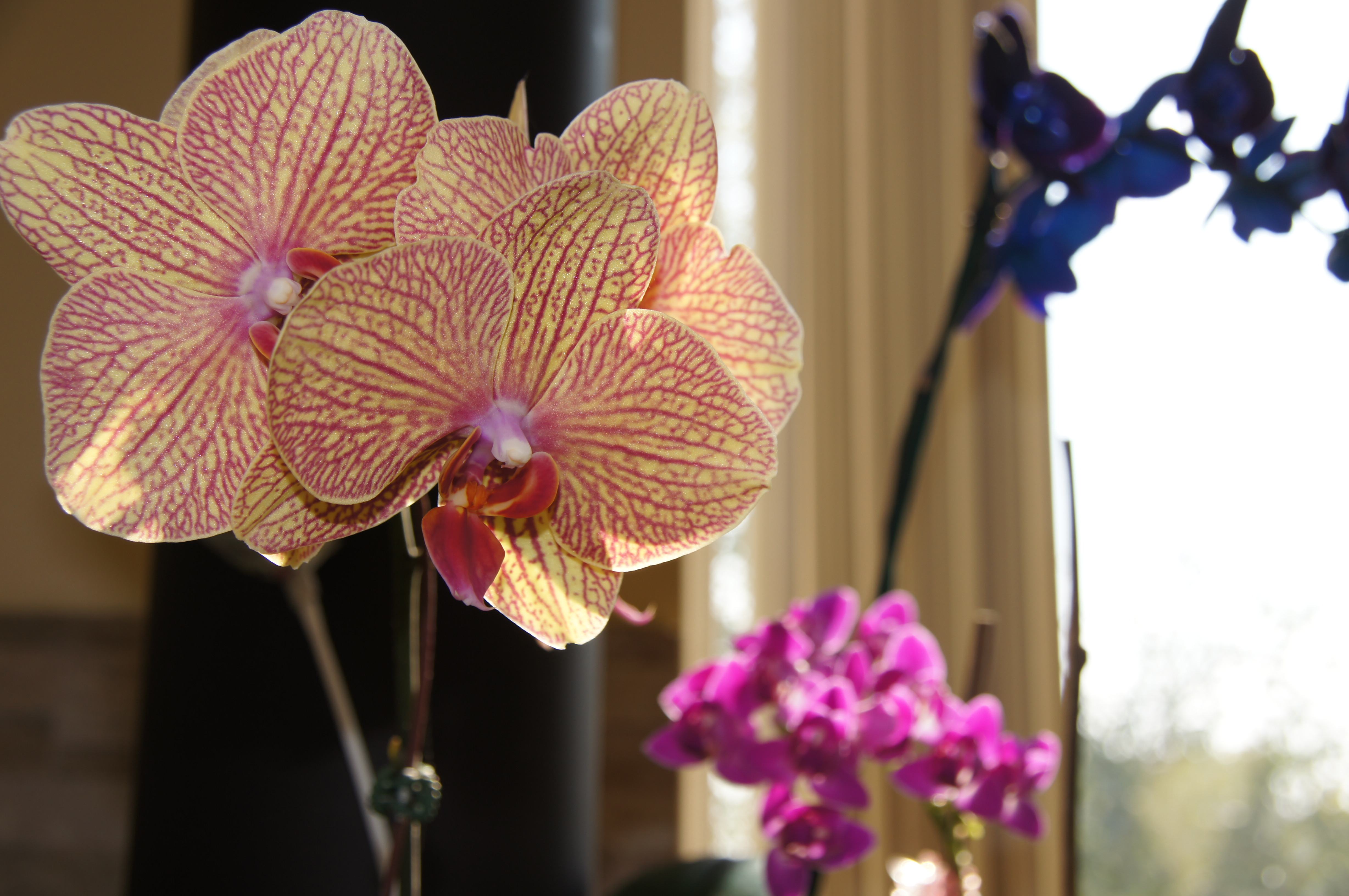 When God Sends Orchids