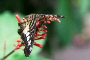 Butterfly Pavilion, Westminster, Colorado
