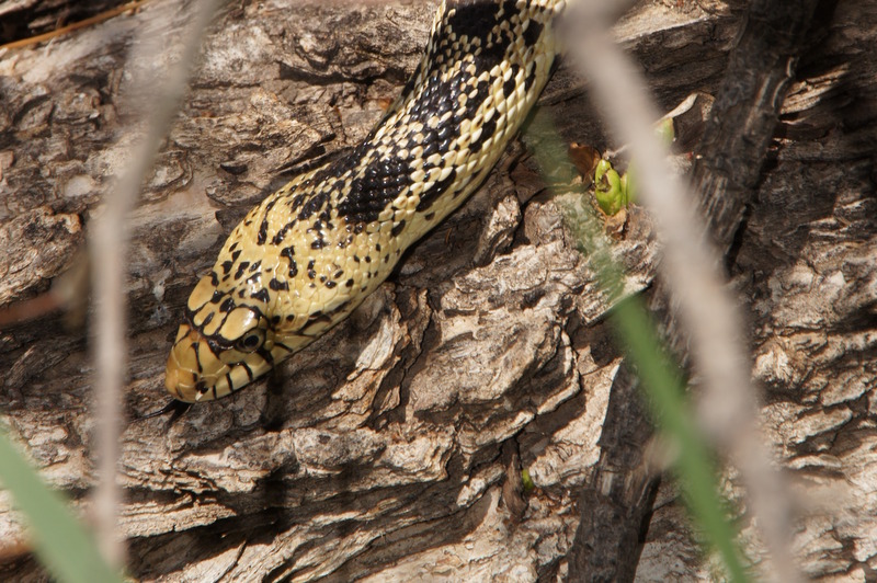 Yipes! Snake!