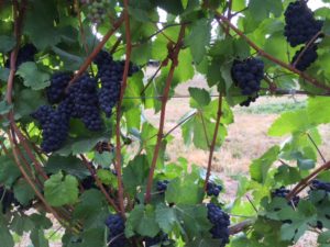 IMG_1040 (1)