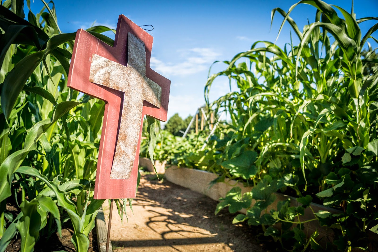 Experiencing a Harvest in Community