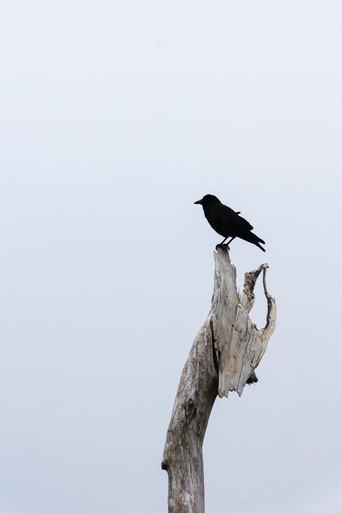 The Sentinel The Sentinel