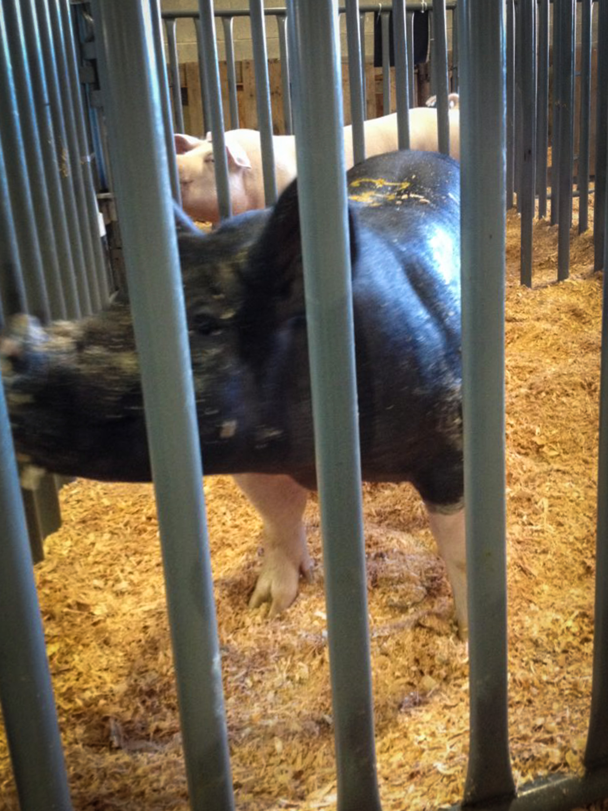 Pretty as a … Pig? Pretty as a … Pig?