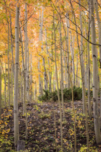 Cottonwood Lake, Colorado