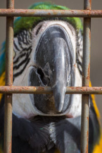 Tracy Aviary, Salt Lake City, Utah