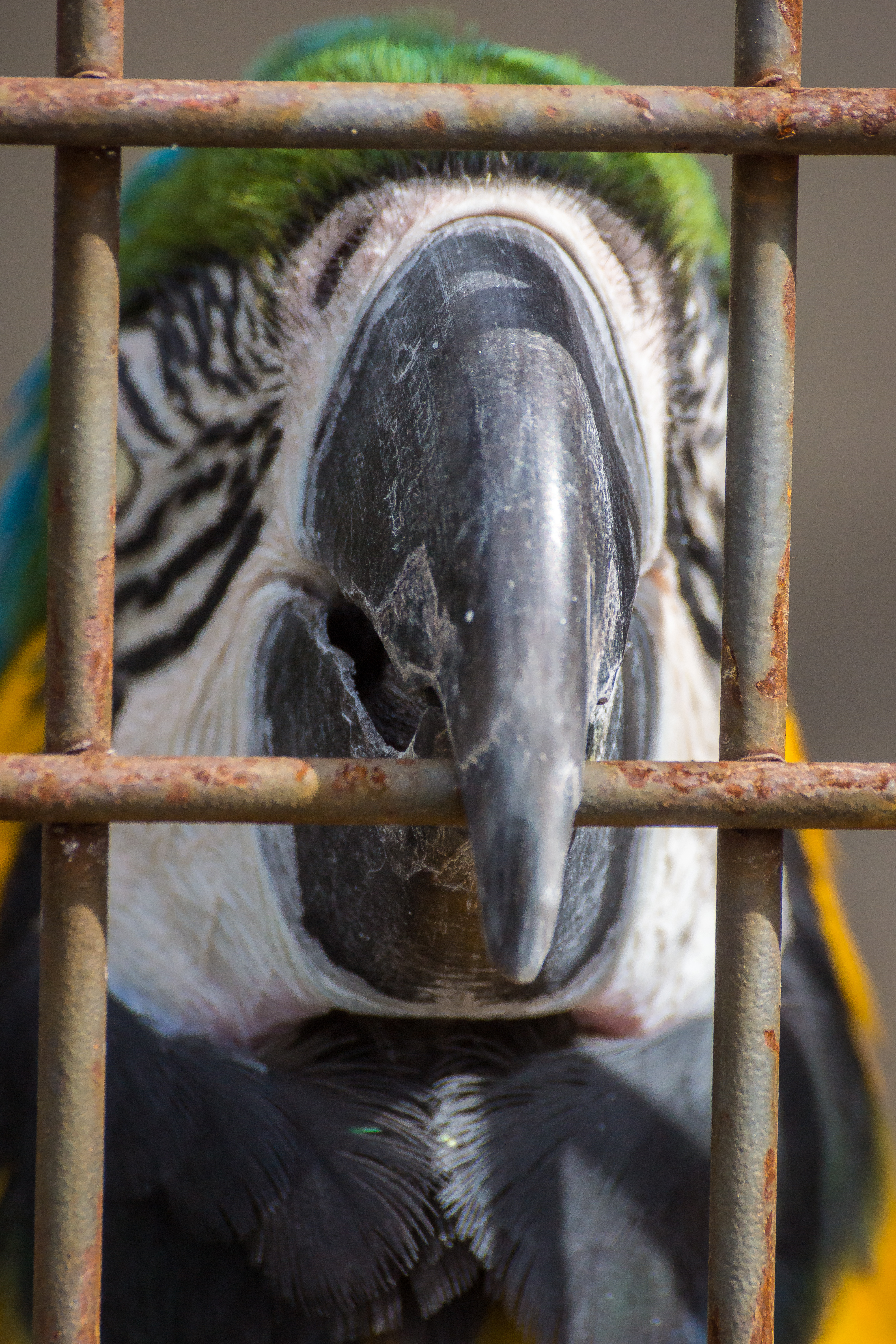 “Let Me Outta Here!” “Let Me Outta Here!”