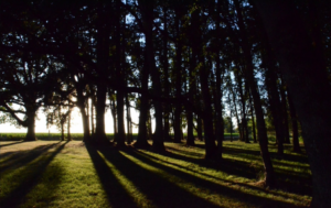 sunset-grove