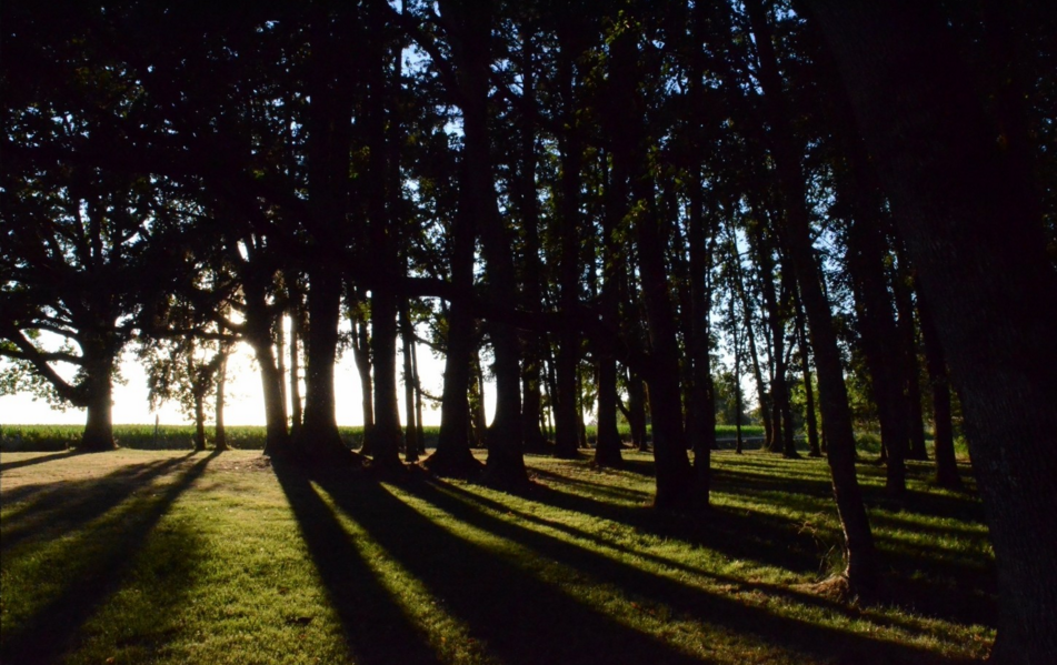 Waiting Oaks