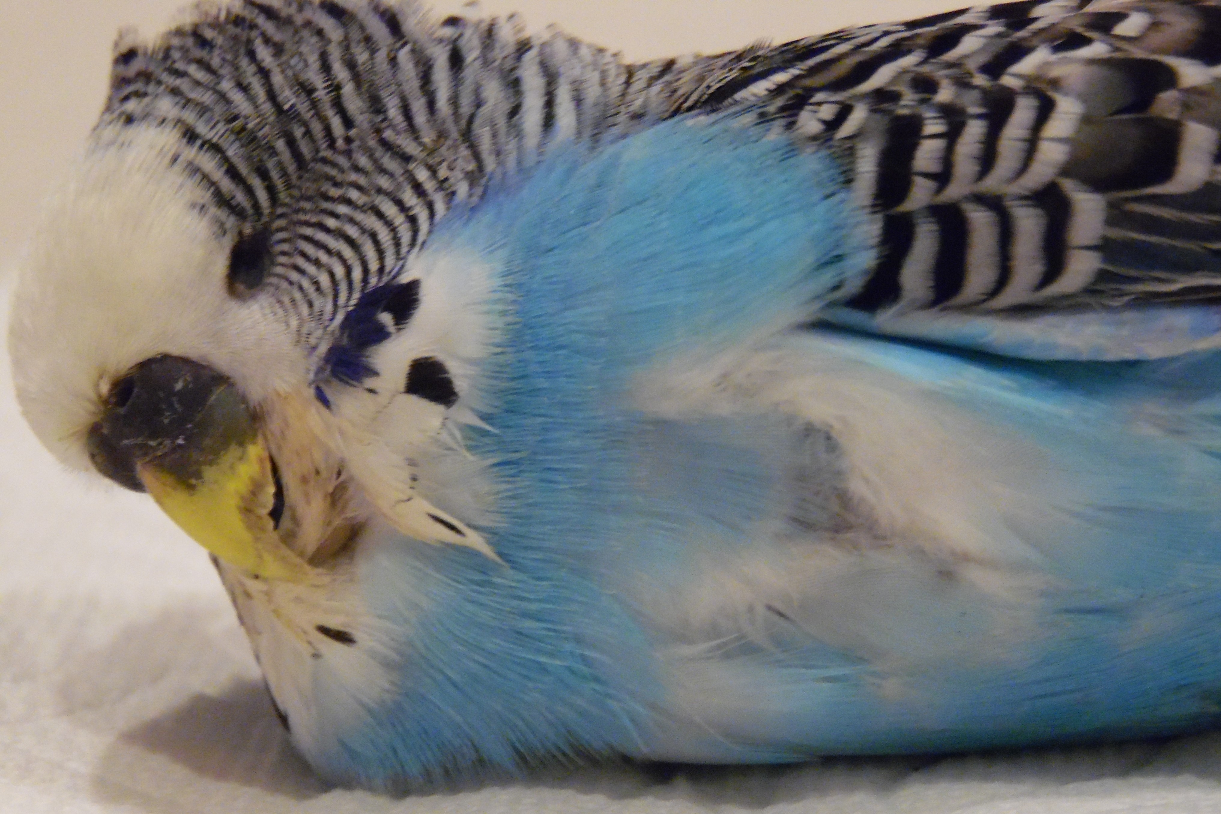 Sleeping Sleeping