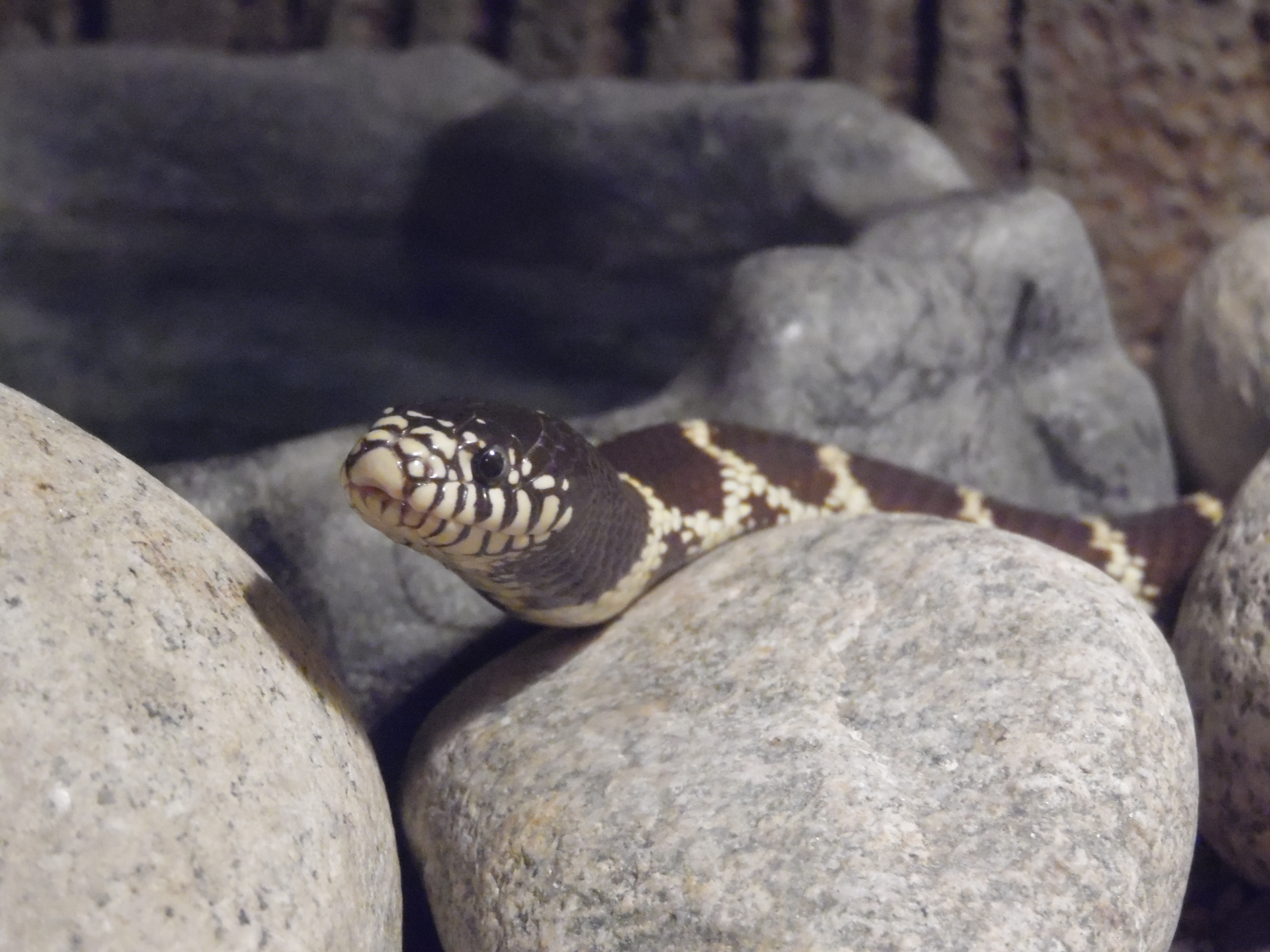 Snake Bite