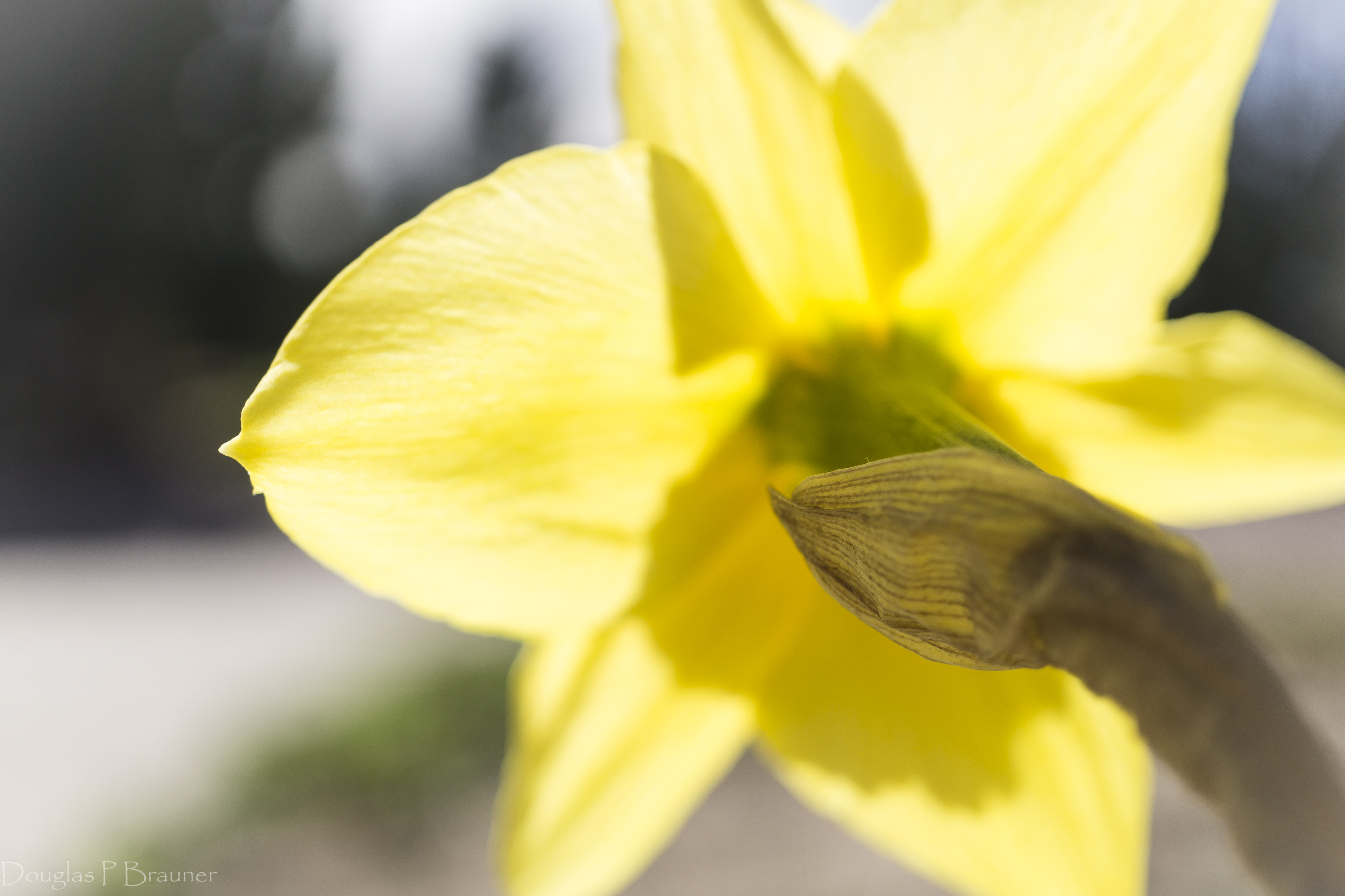 Bursting Forth in Flower Bursting Forth in Flower