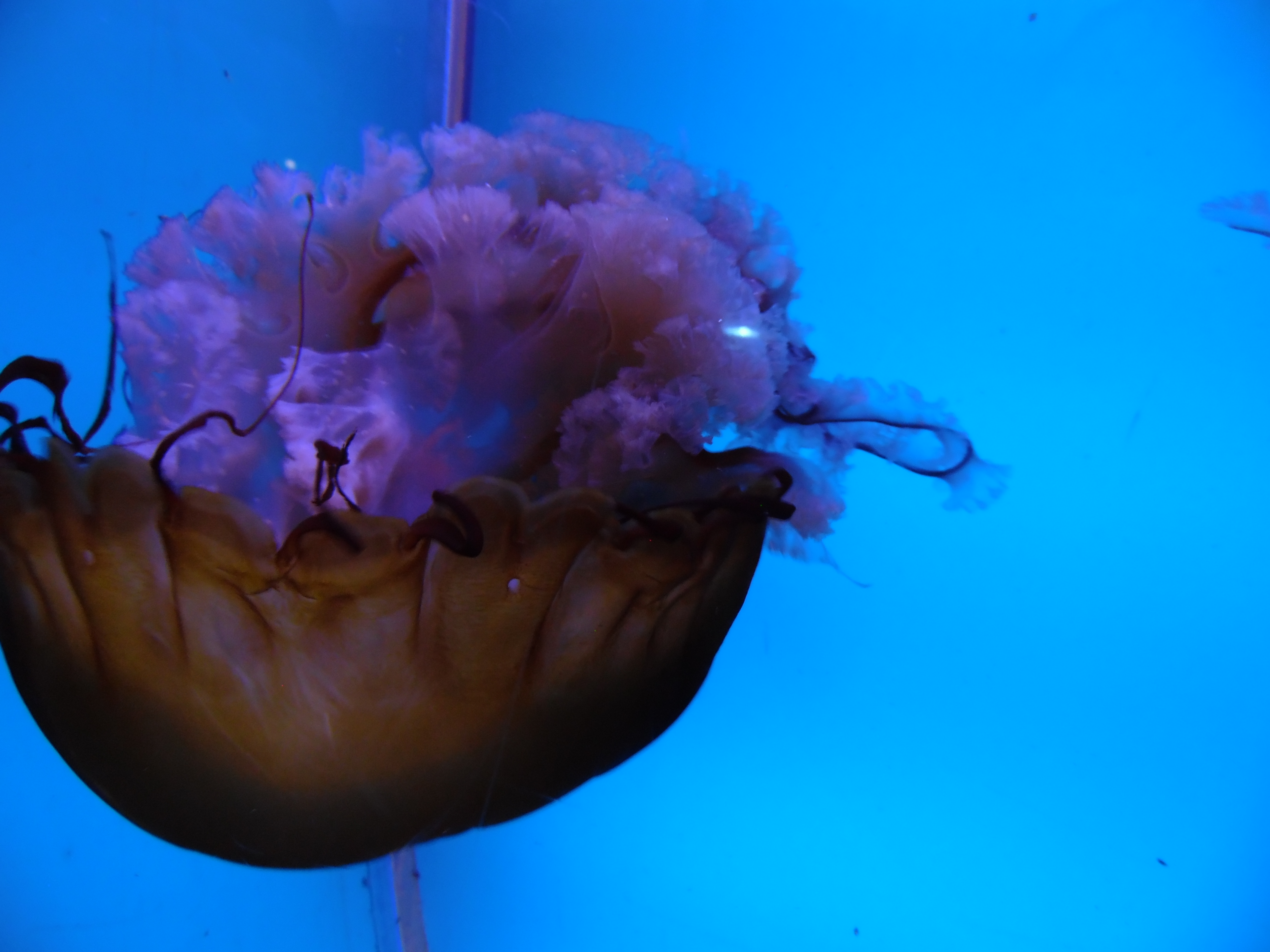 Jellyfish Jellyfish
