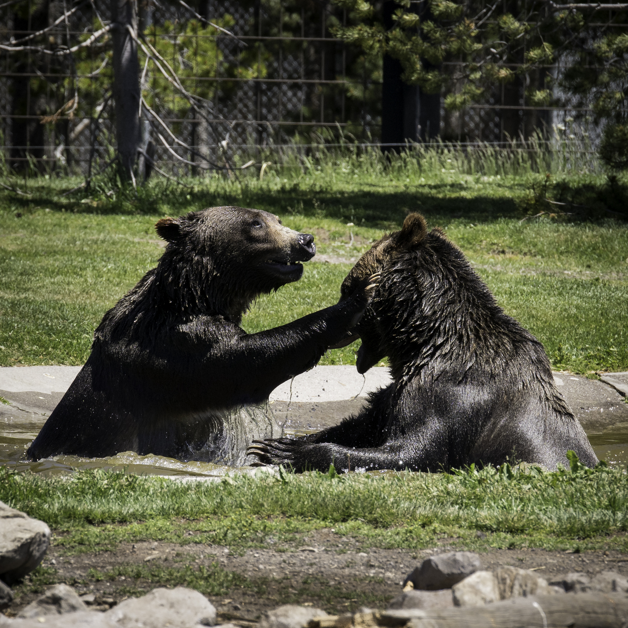 Bear Play