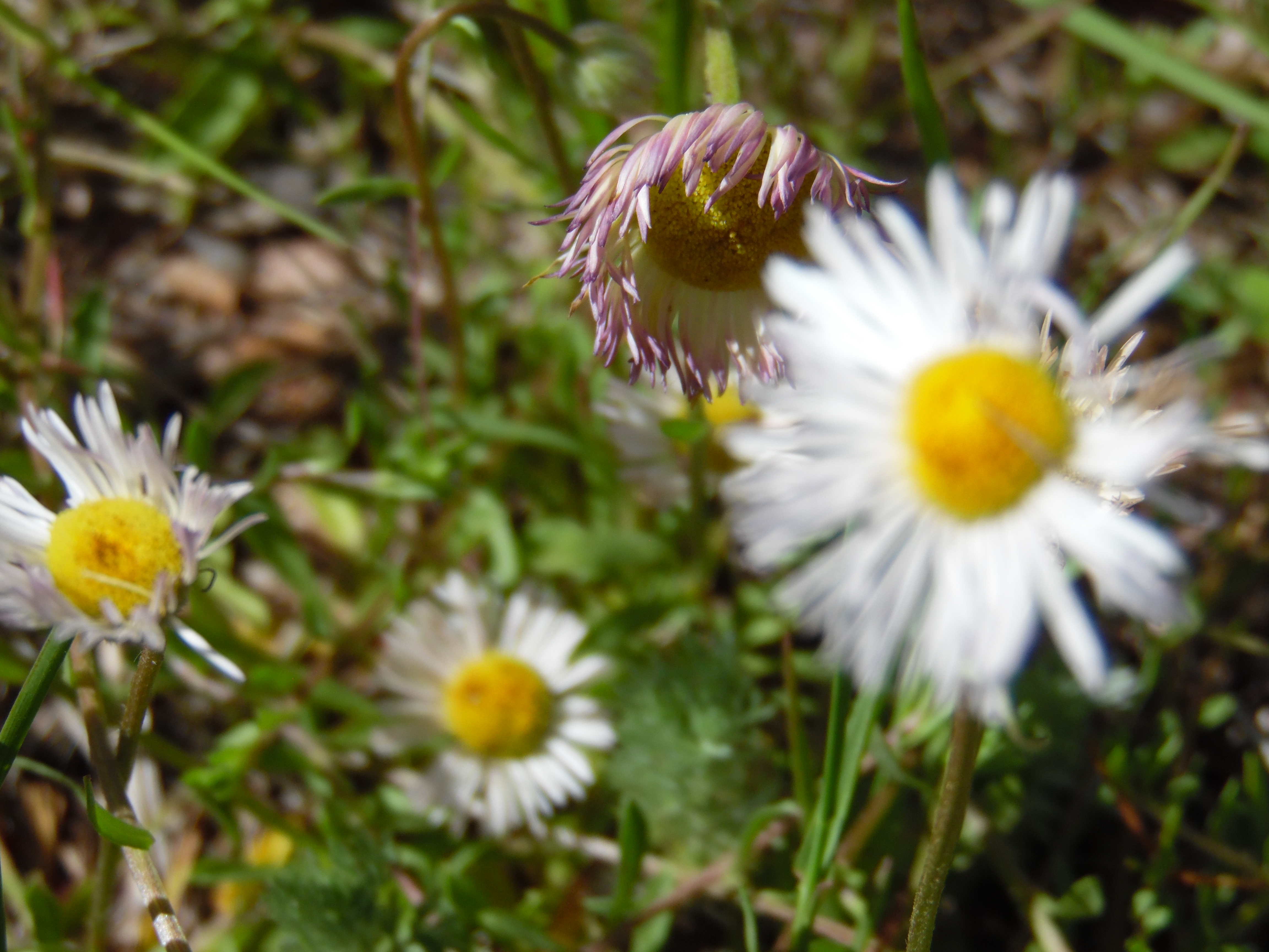 Wilted