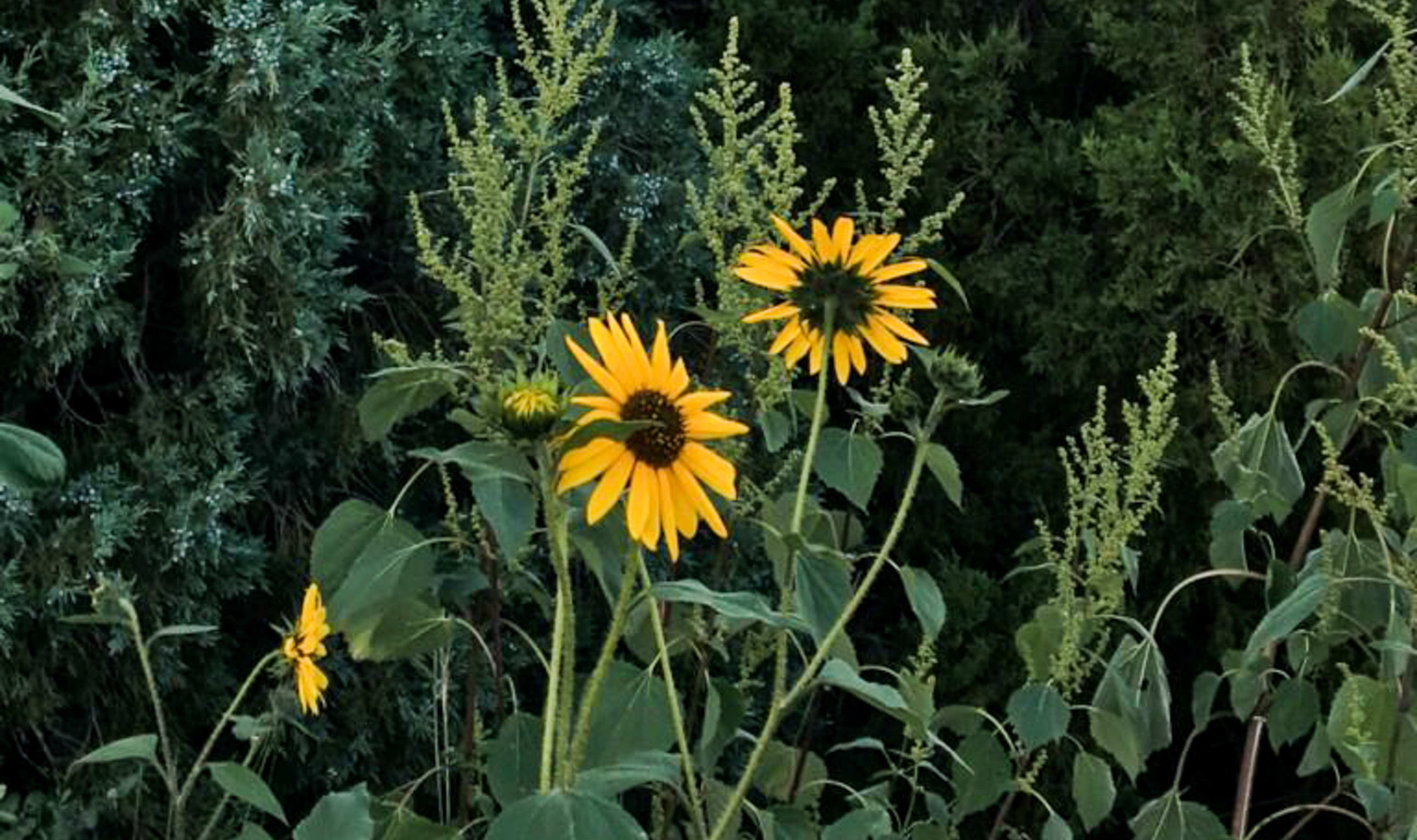 Abundance and Drought Abundance and Drought