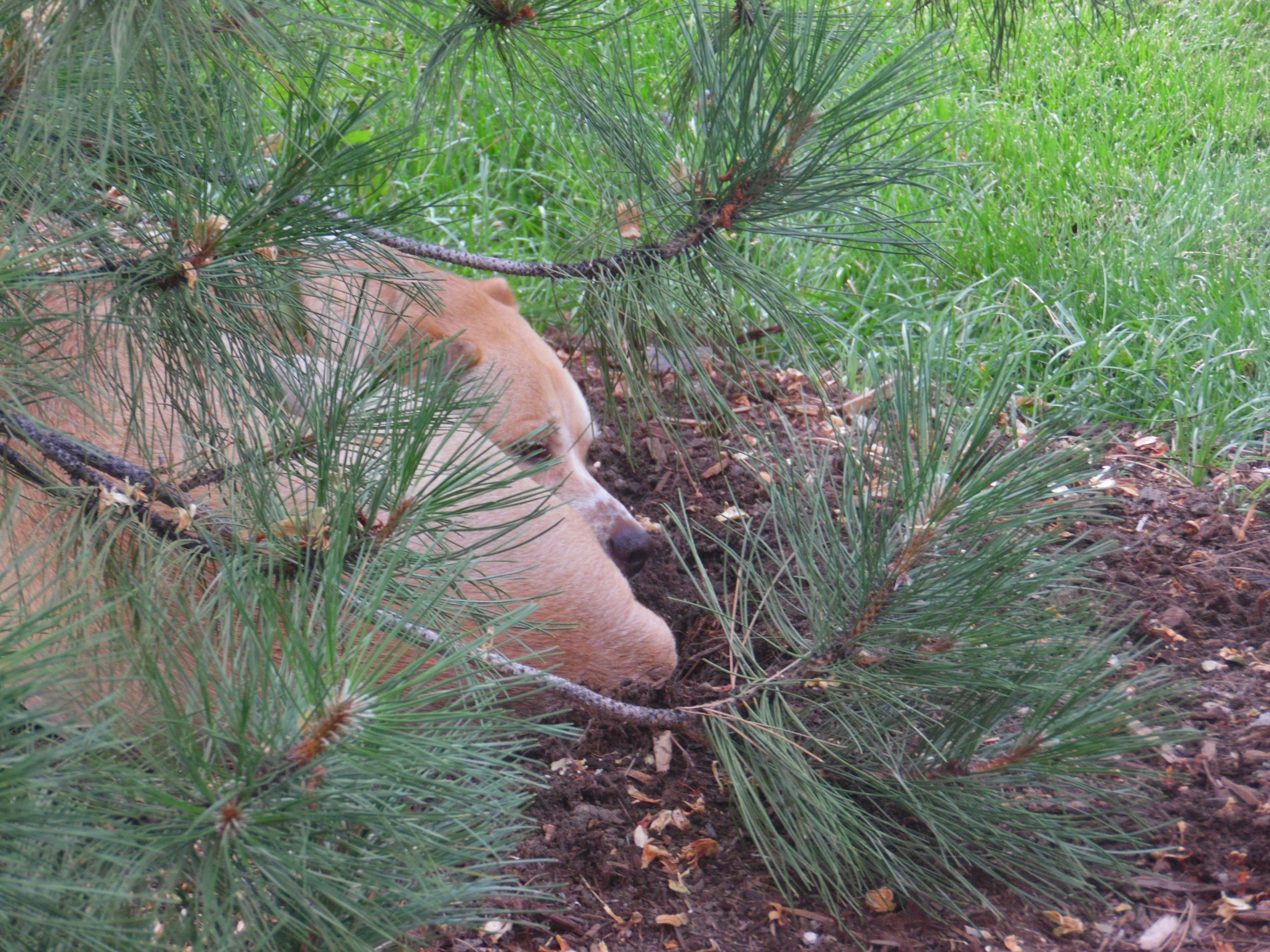 Under the Pouting Tree
