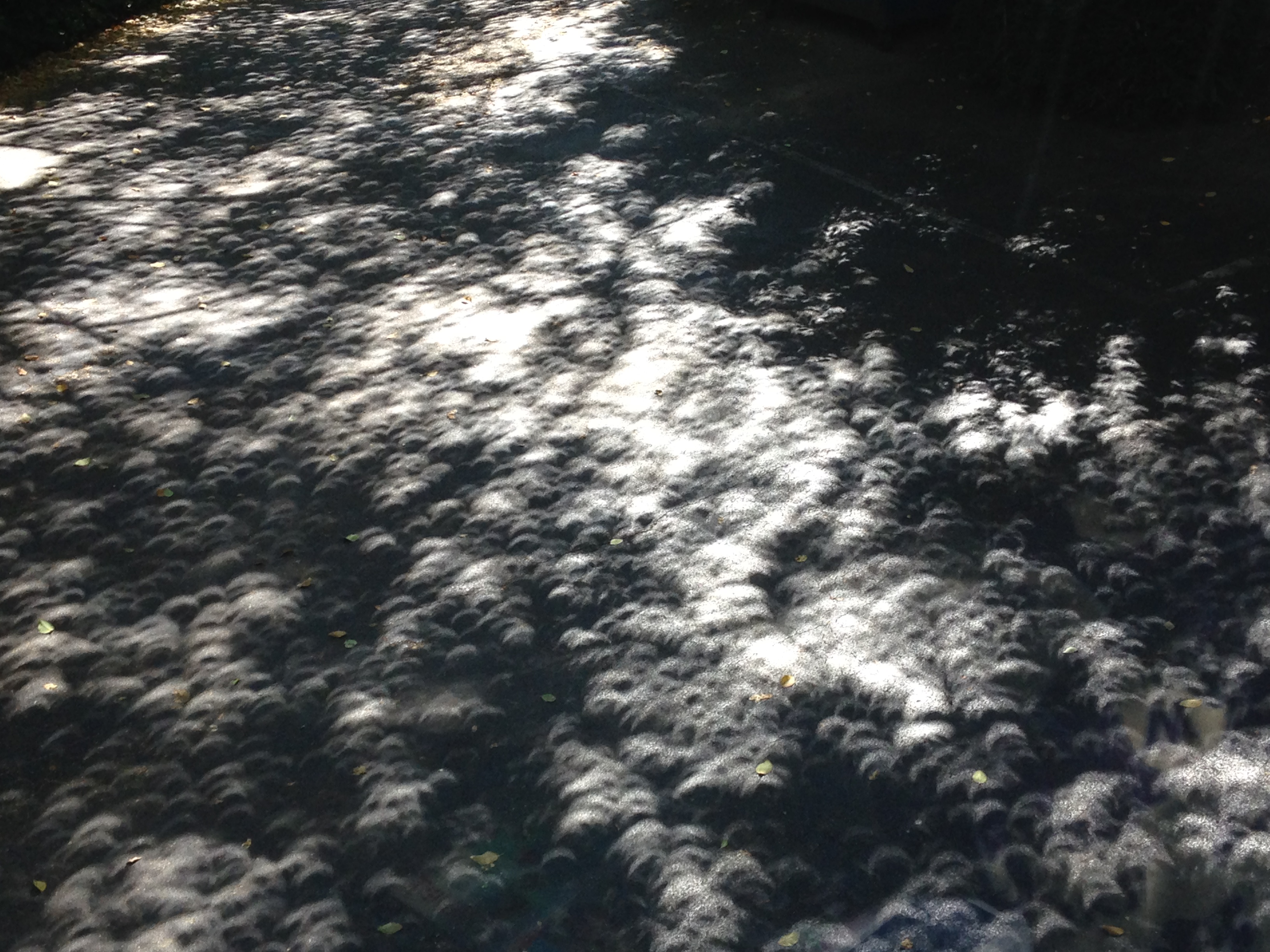 Shadows Shadows