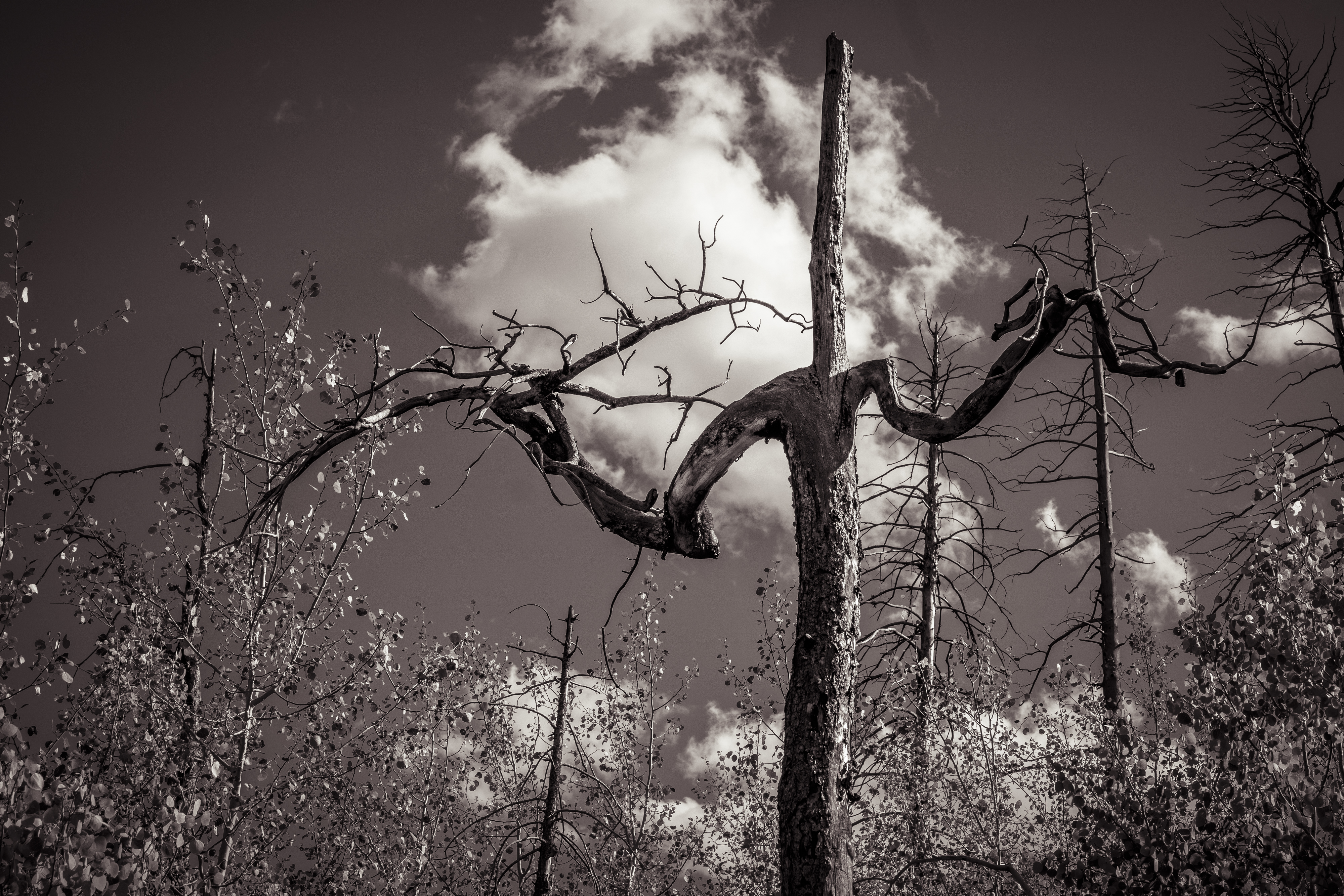 The Gnarly Cross
