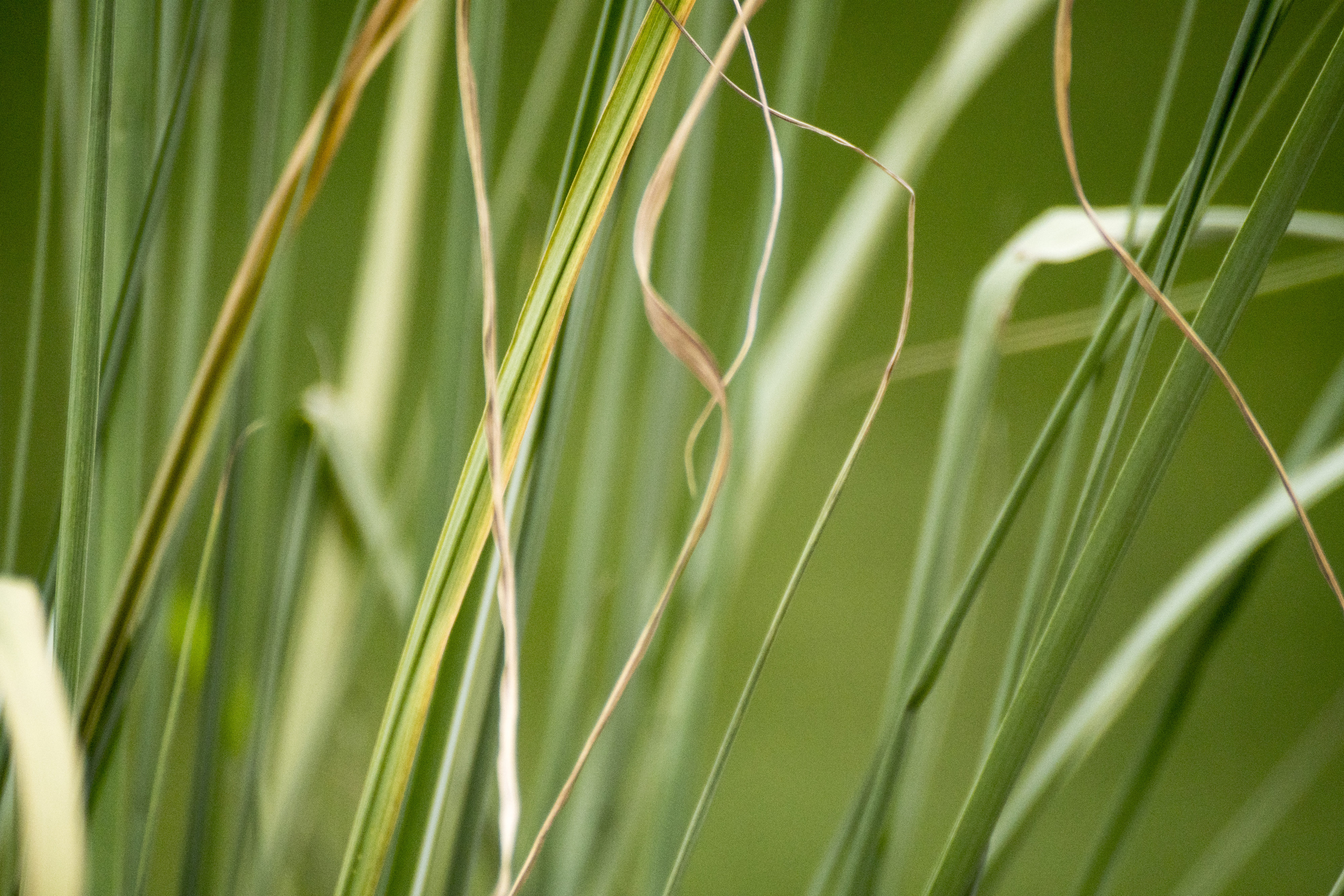It’s Not That Easy [Stayin’] Green