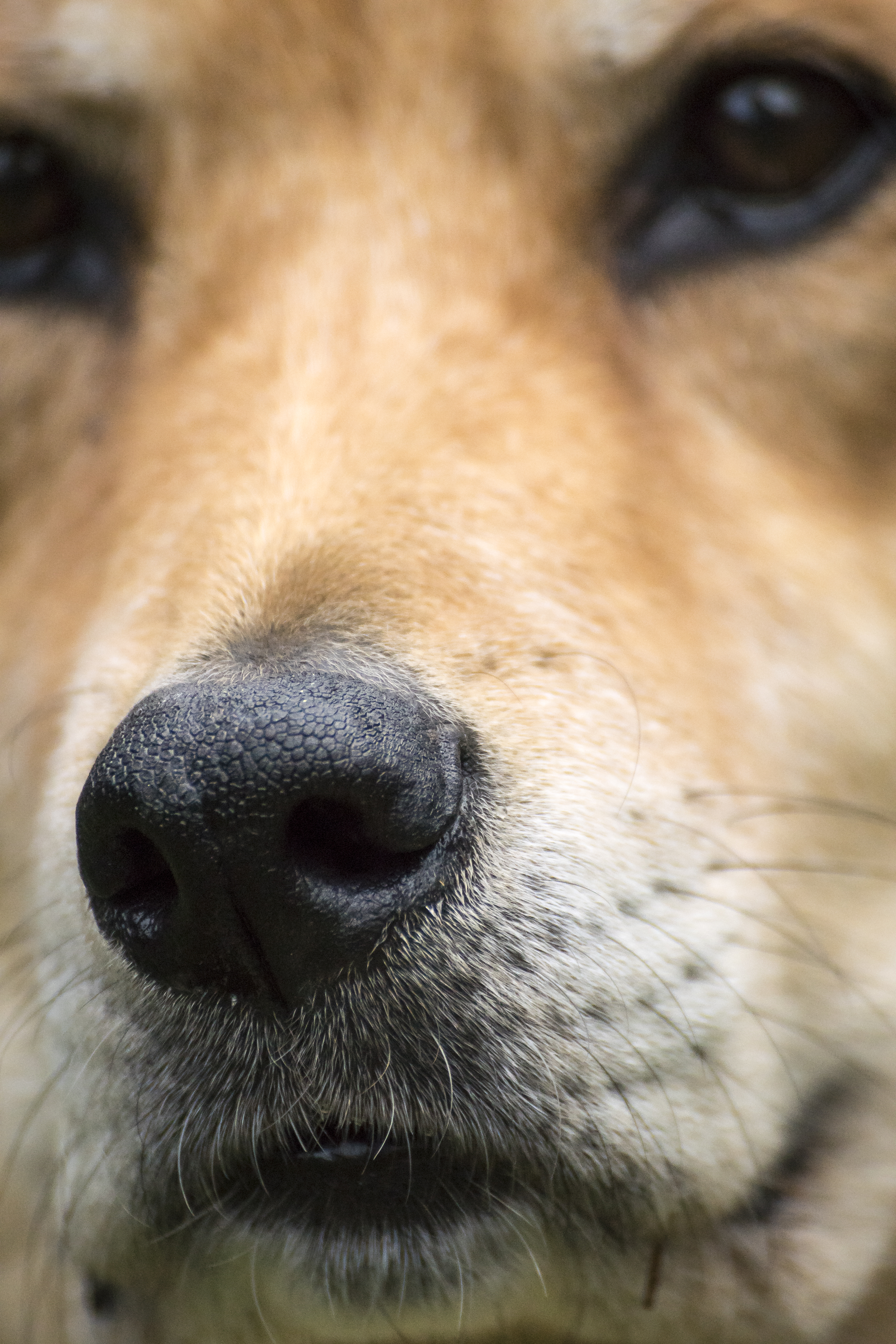 Discerning Like a Dog’s Nose Discerning Like a Dog’s Nose