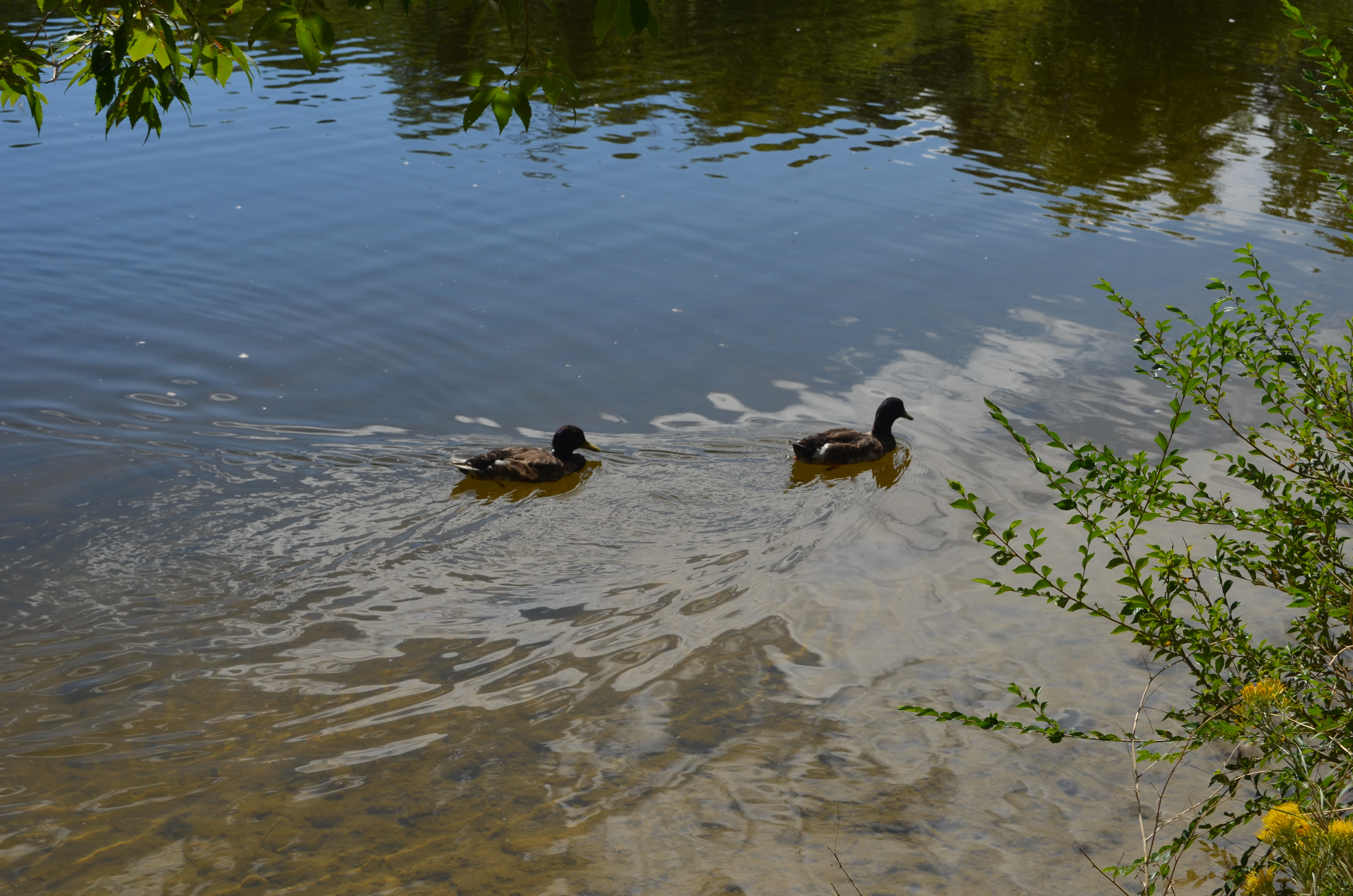 No More Bread for Ducks No More Bread for Ducks