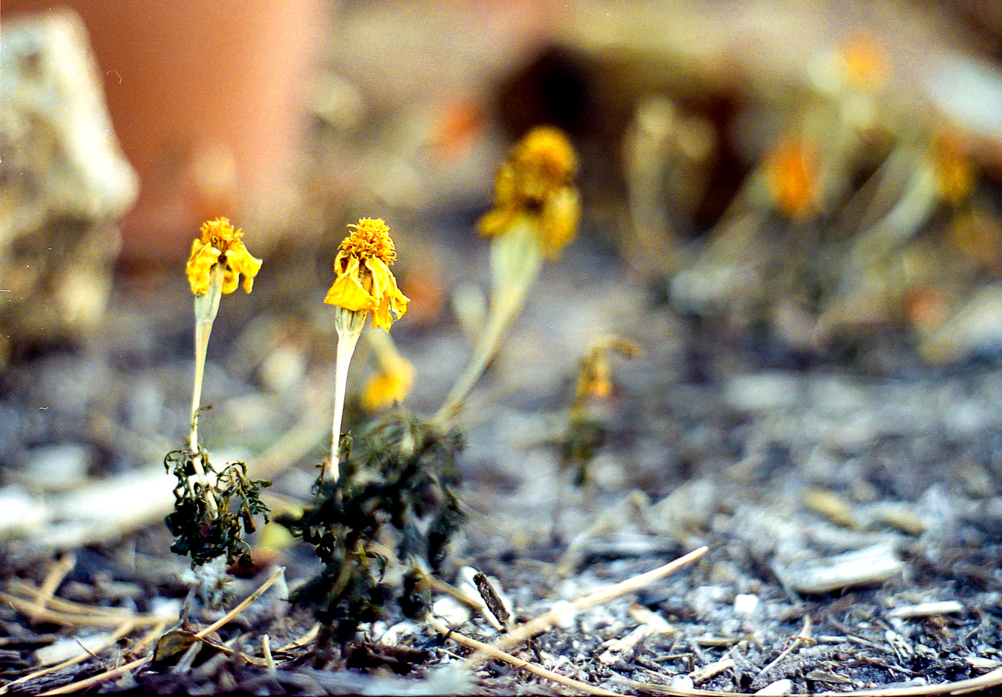 Beauty in Death? Beauty in Death?