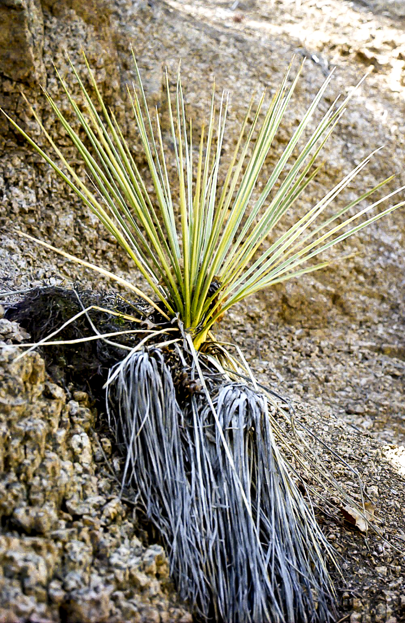 Grow Where You Are Planted??? Grow Where You Are Planted???