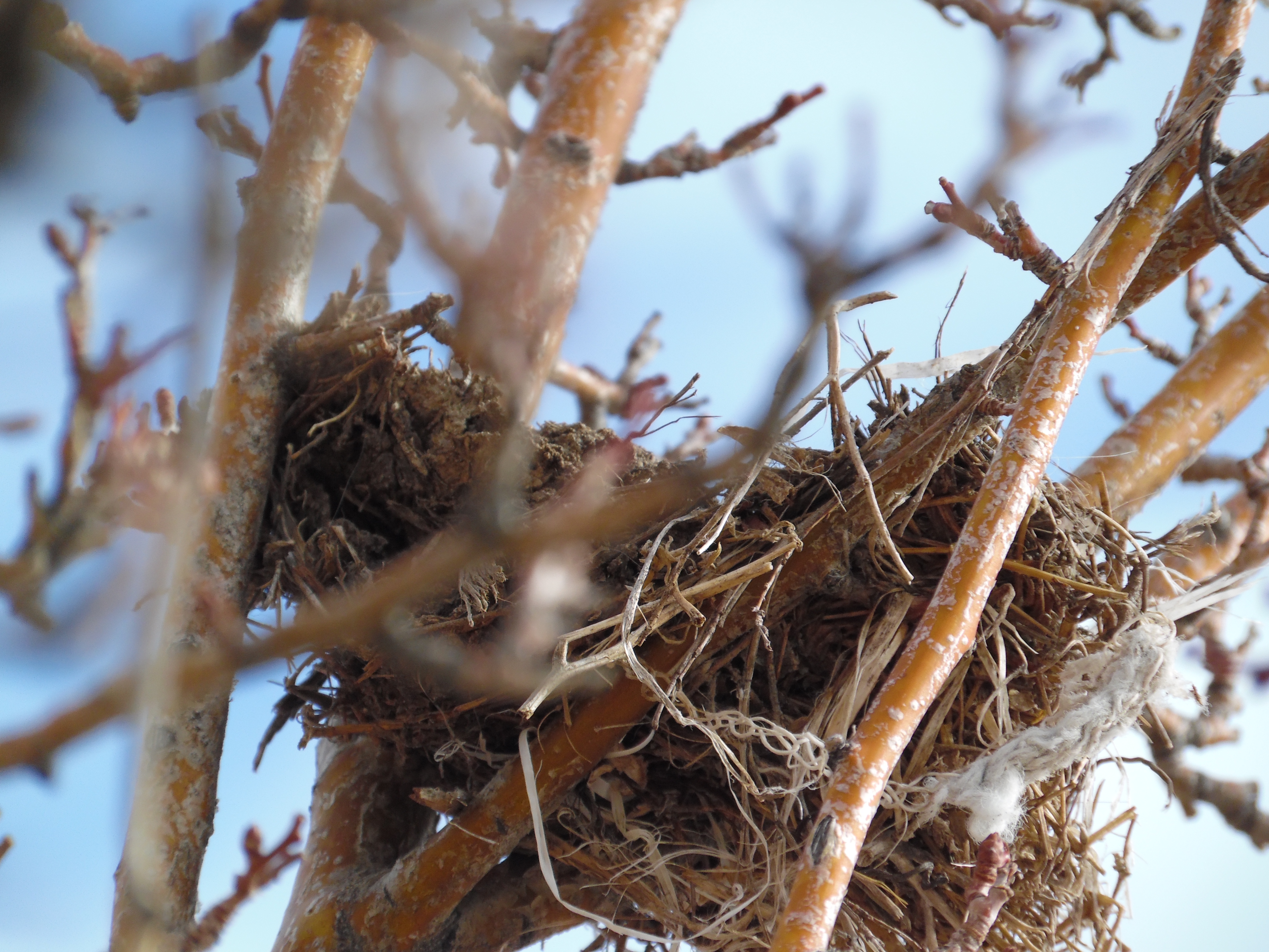 Rest in His Nest Rest in His Nest