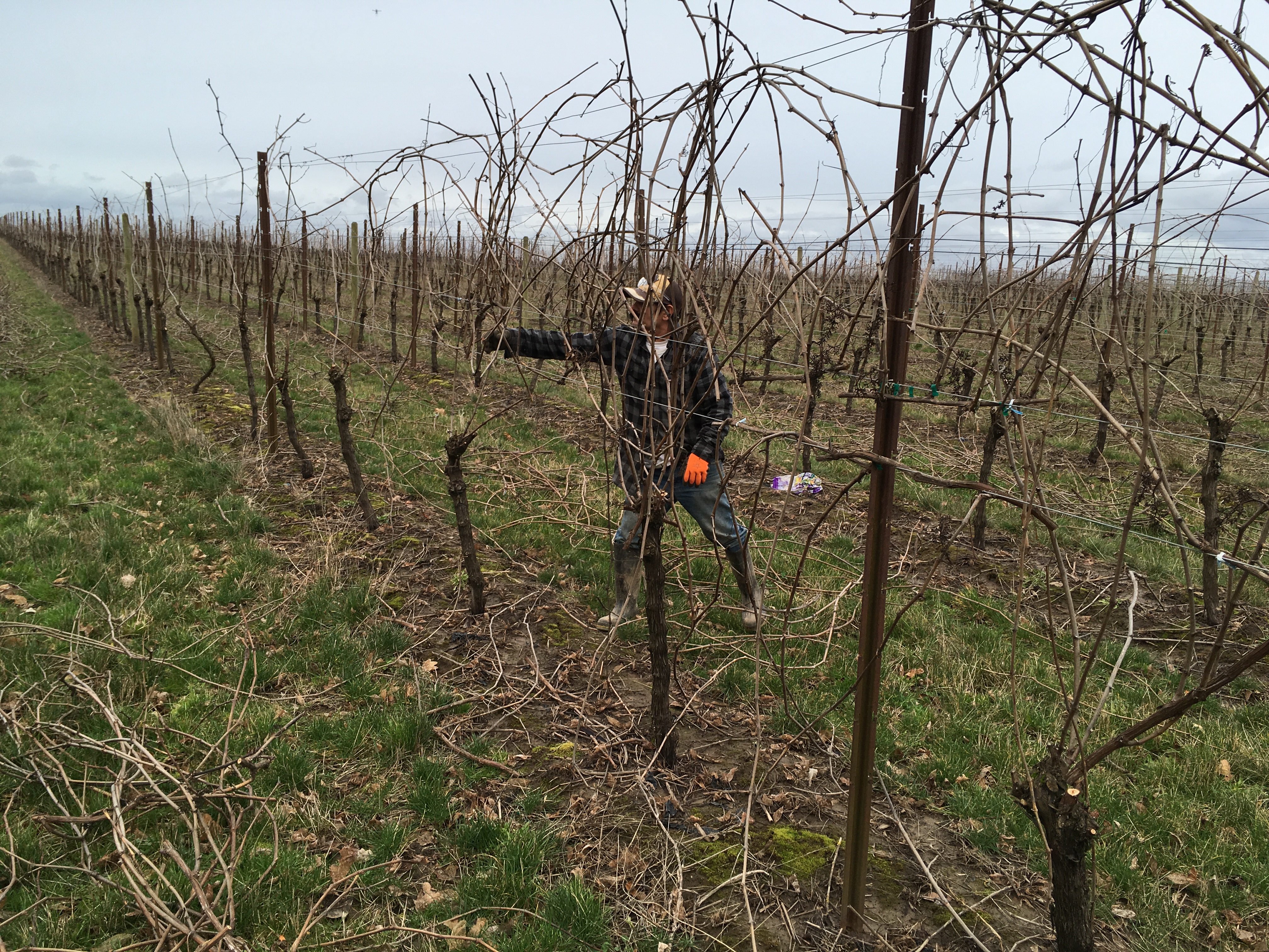 Painful Pruning Painful Pruning